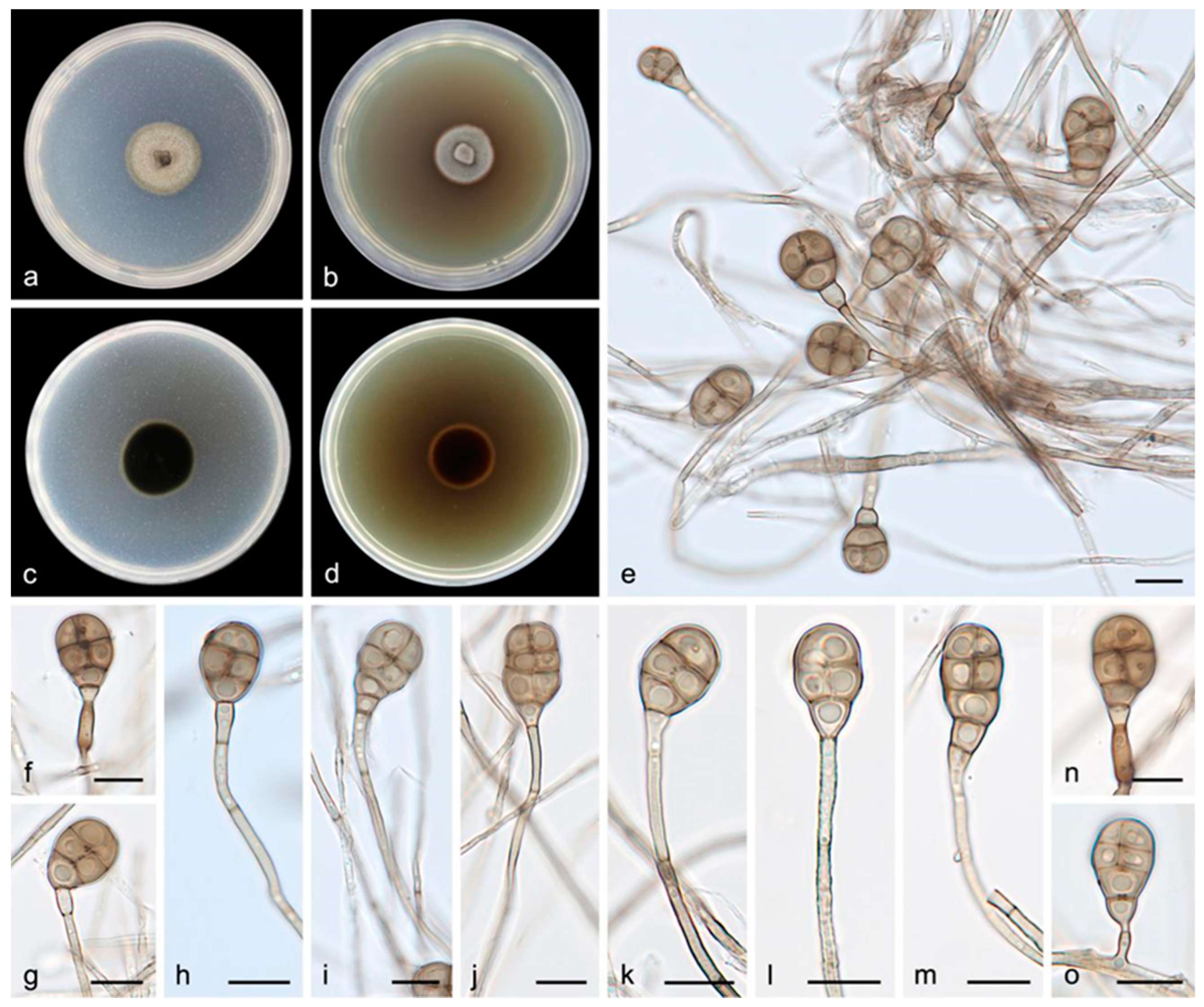 Jof 08 00853 g005 550