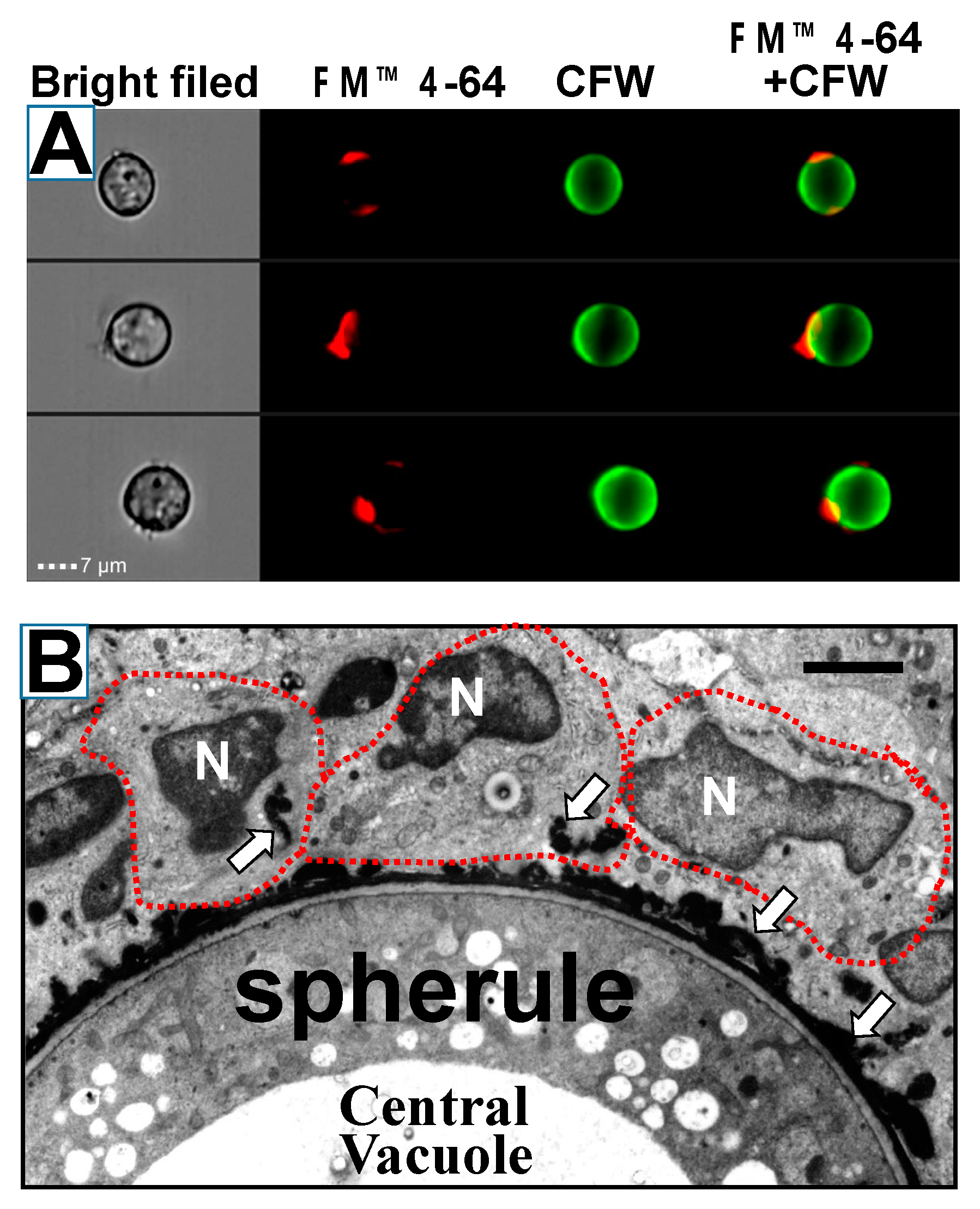 Jof 08 00859 g010 Jof 08 00859 g010
