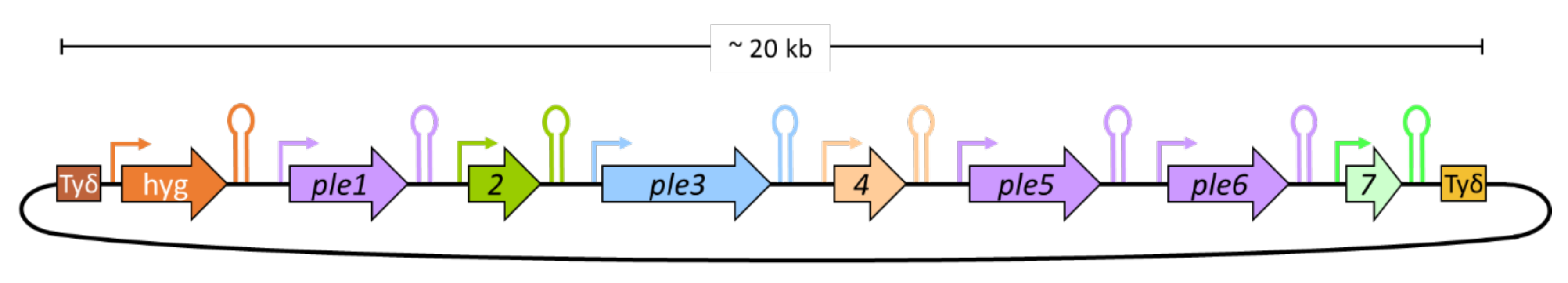 JoF | Free Full-Text | Genome Assembly and Genetic Traits of the  Pleuromutilin-Producer Clitopilus passeckerianus DSM1602