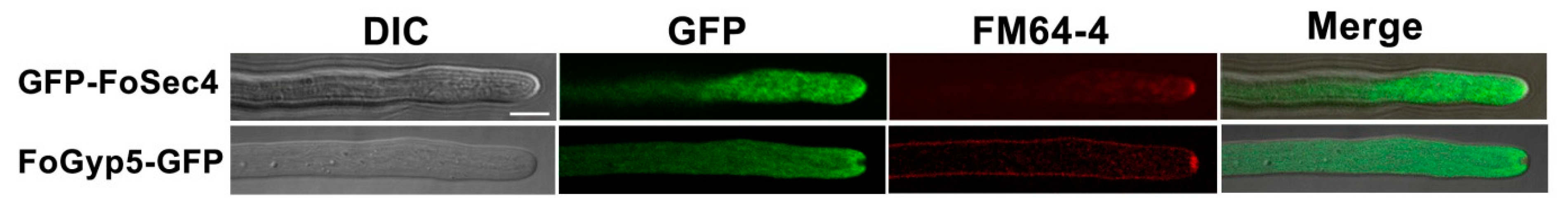 Jof 08 00880 g002 550