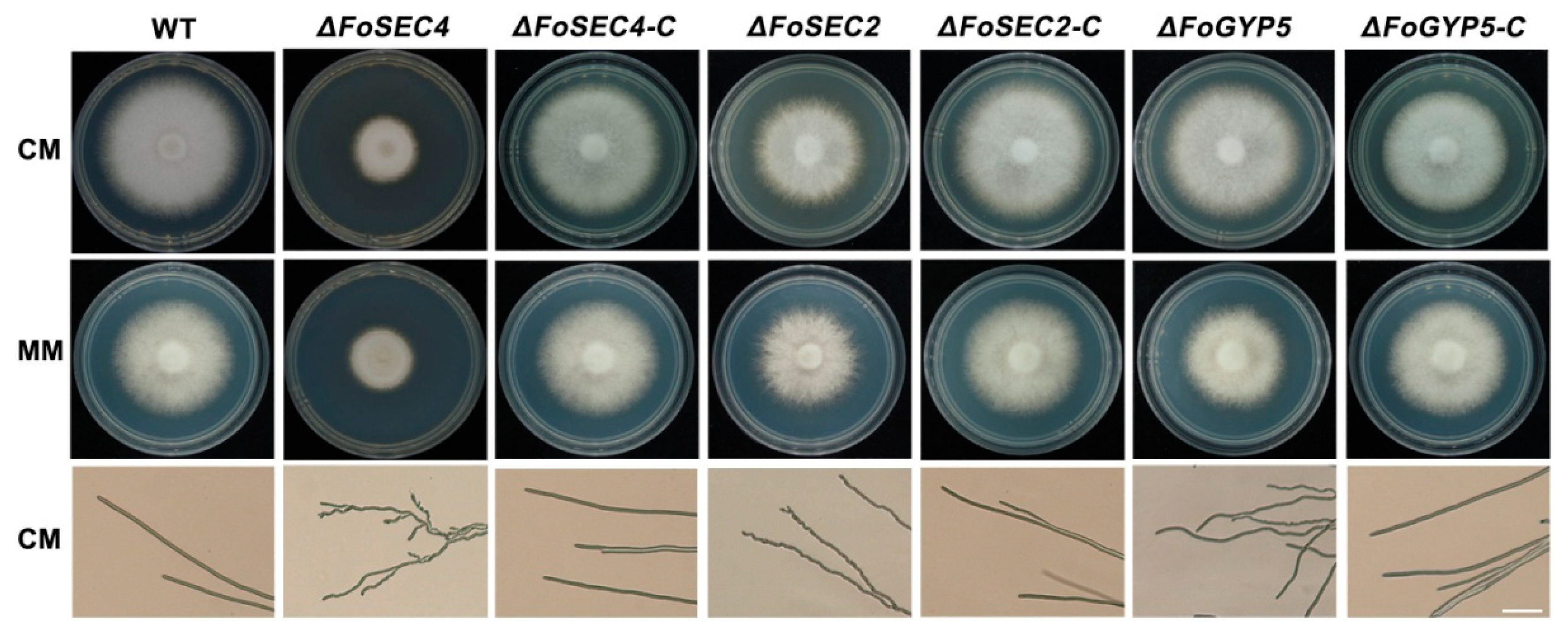 Jof 08 00880 g003 550