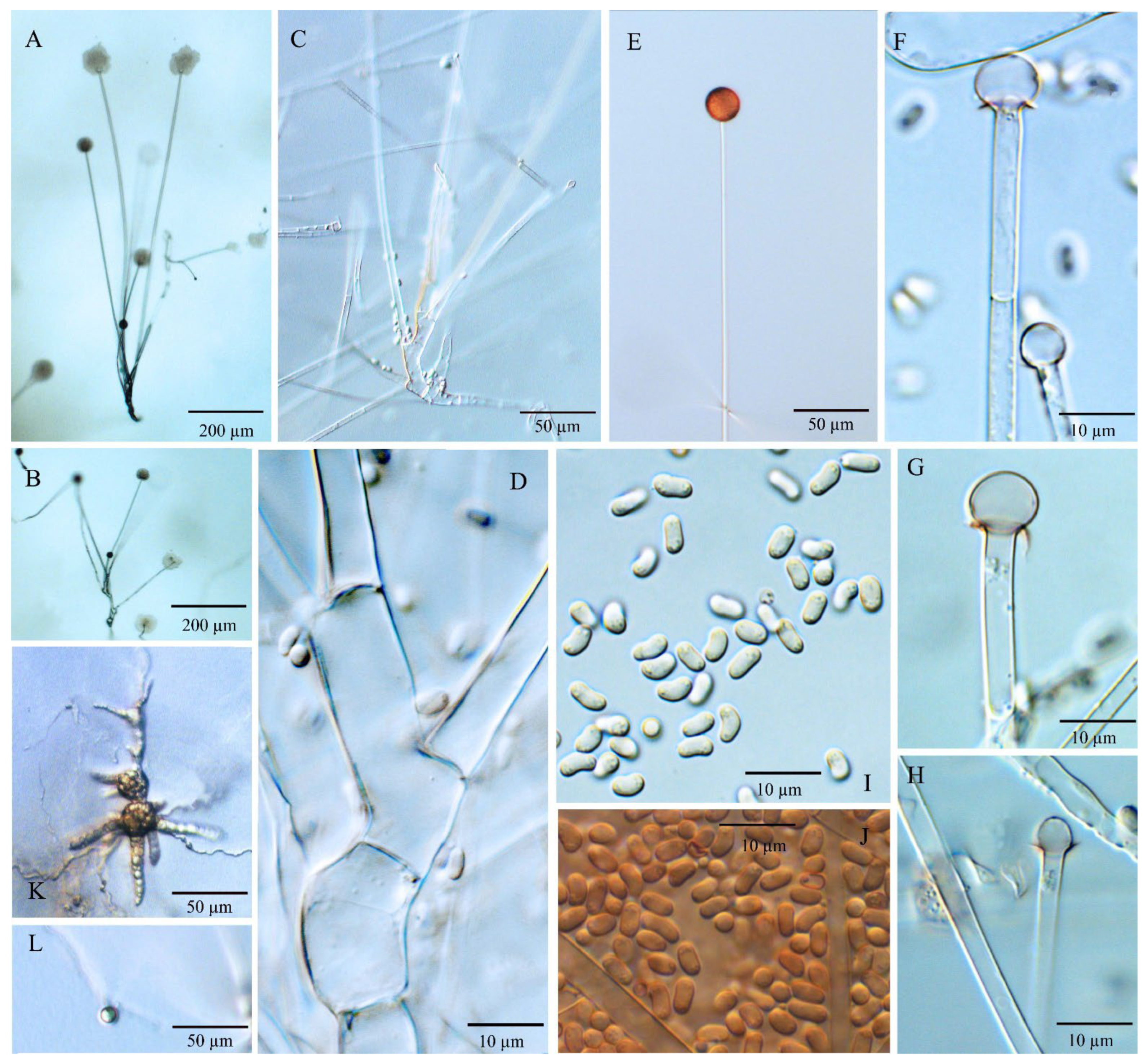 Jof 08 00895 g002 Jof 08 00895 g002