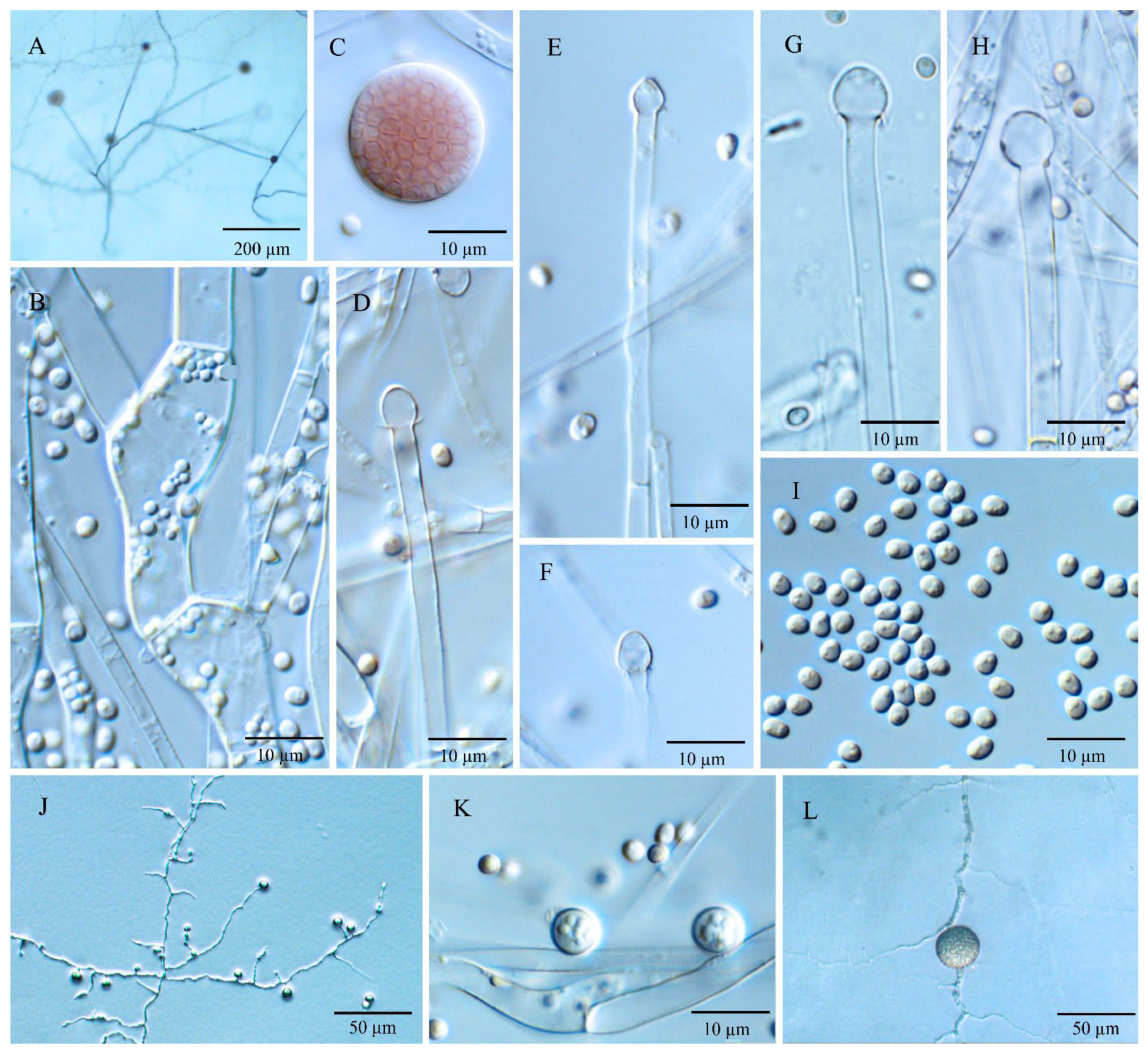 Jof 08 00895 g003 Jof 08 00895 g003