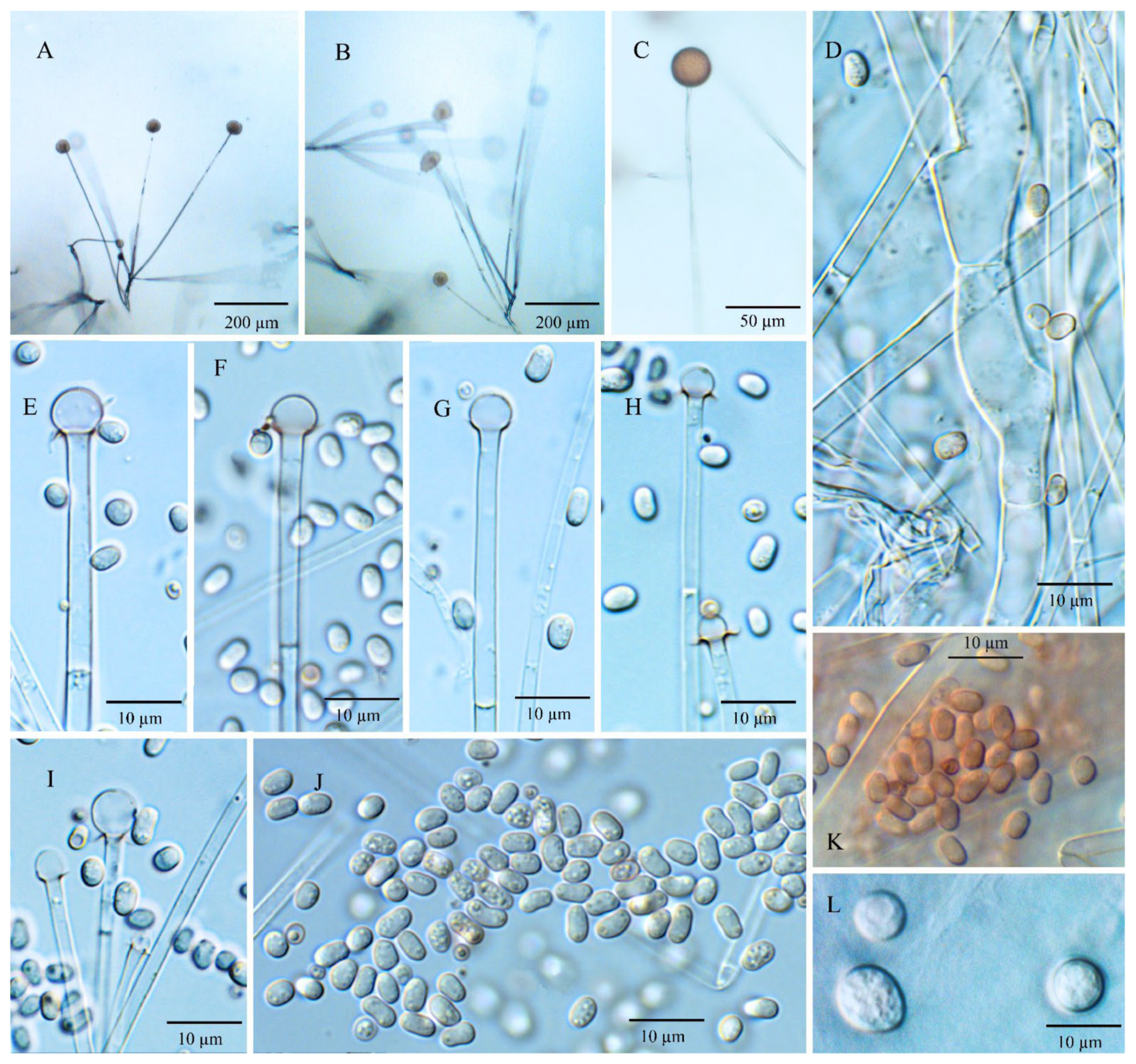 Jof 08 00895 g004 Jof 08 00895 g004