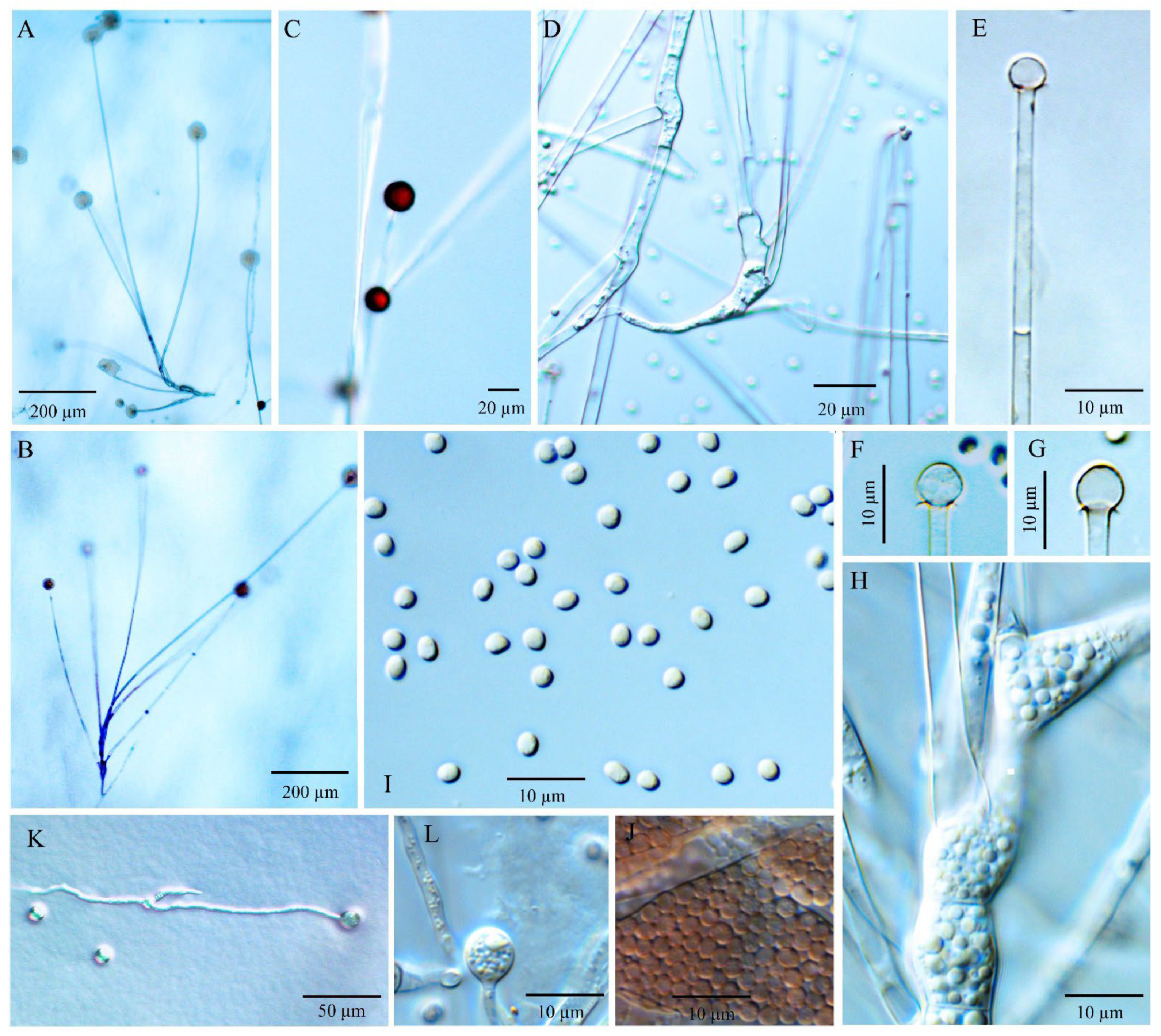 Jof 08 00895 g005 Jof 08 00895 g005