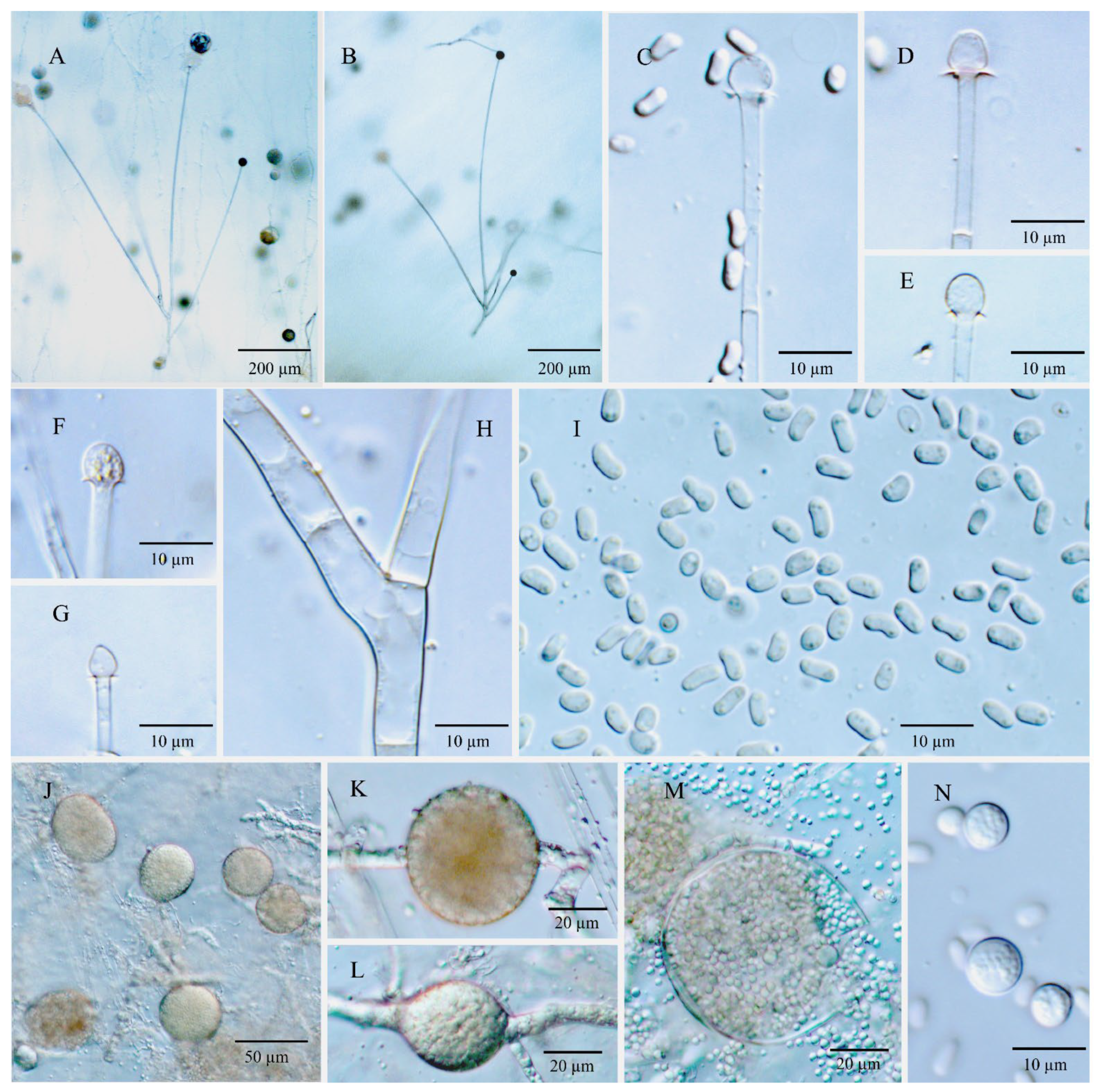 Jof 08 00895 g006 Jof 08 00895 g006