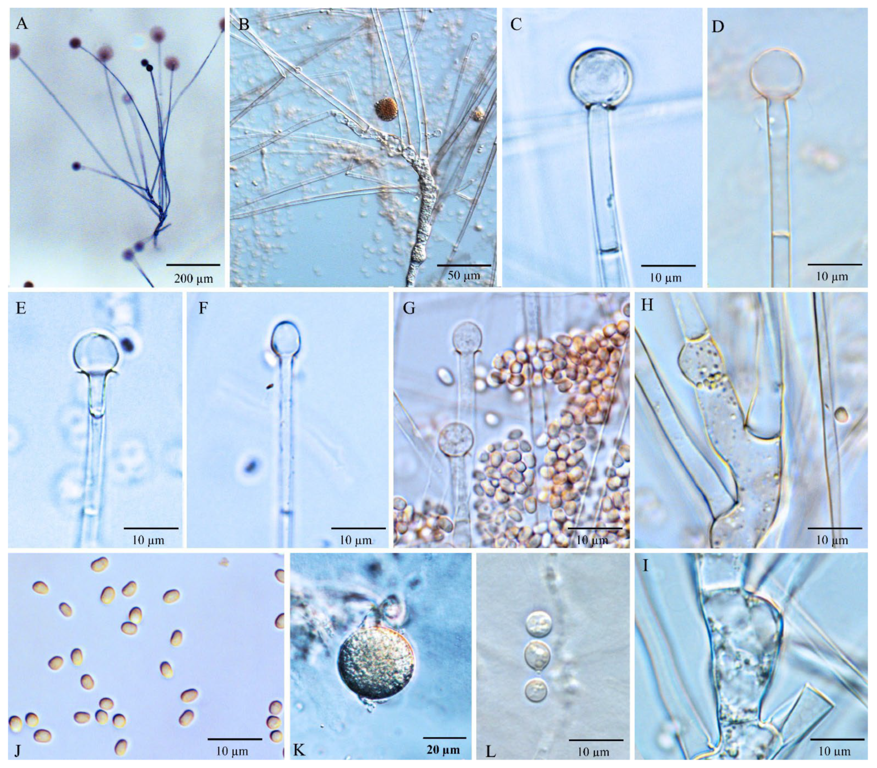 Jof 08 00895 g007 Jof 08 00895 g007