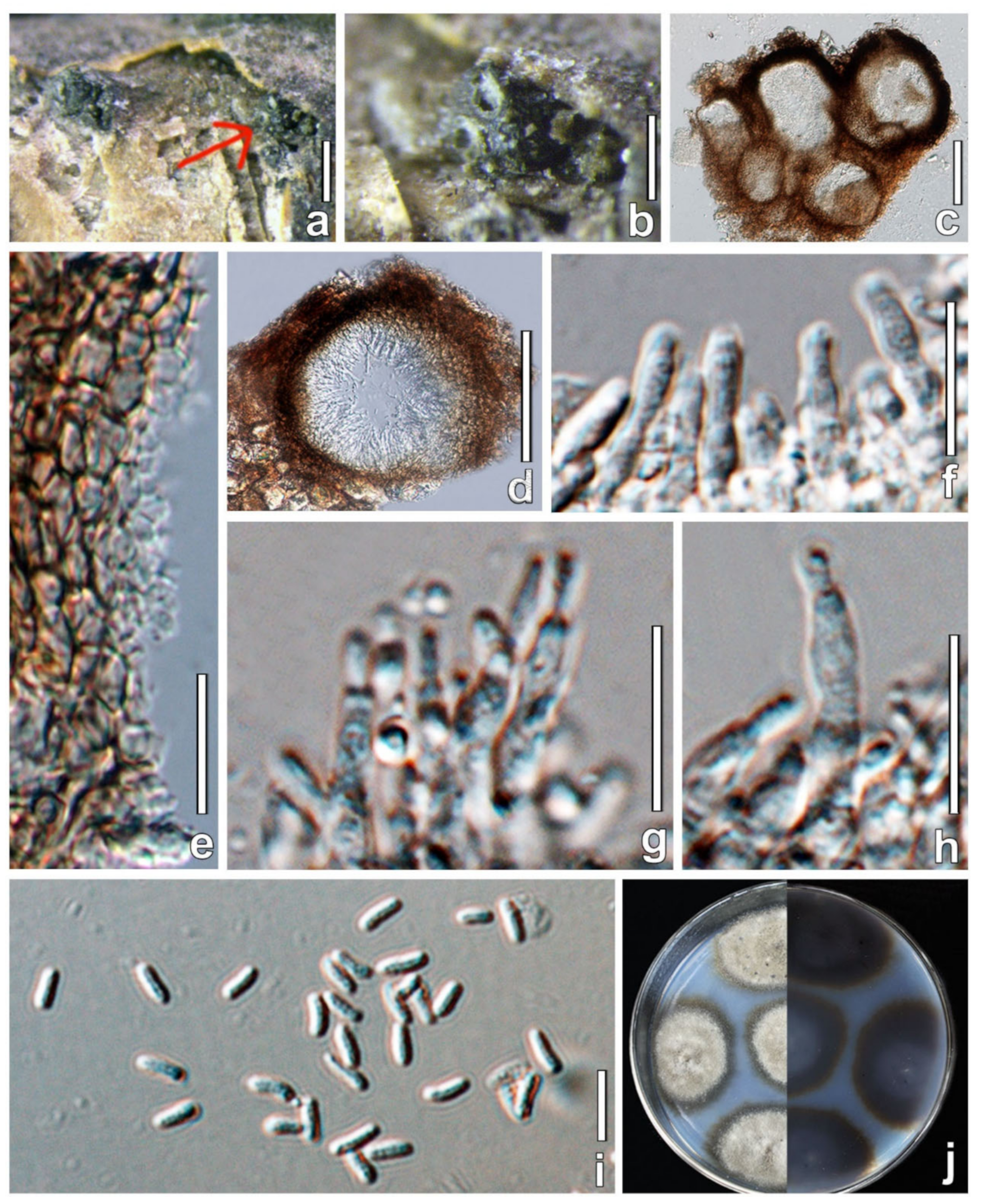 Jof 08 00905 g003 550