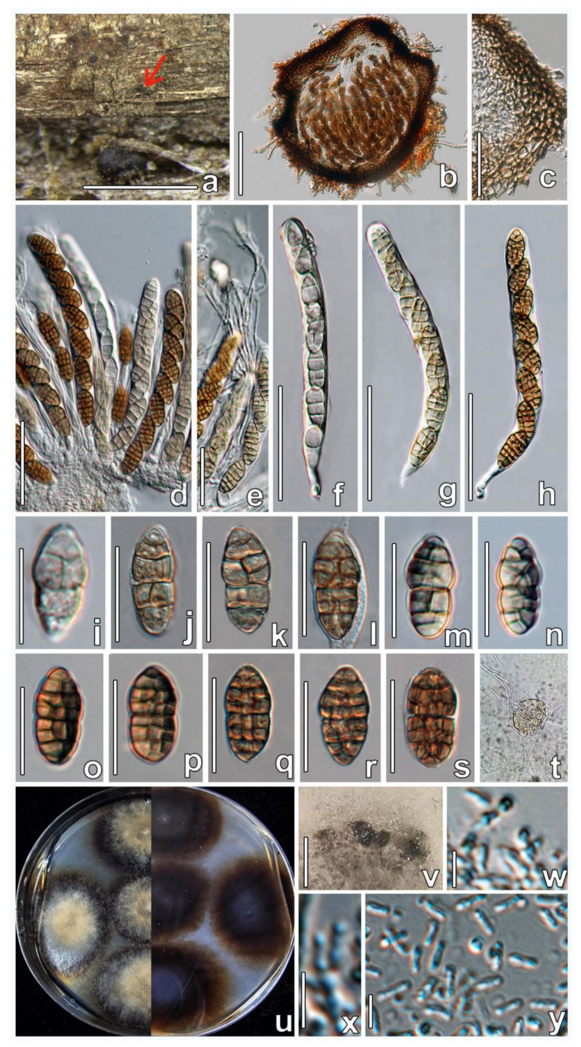 Jof 08 00905 g006 550