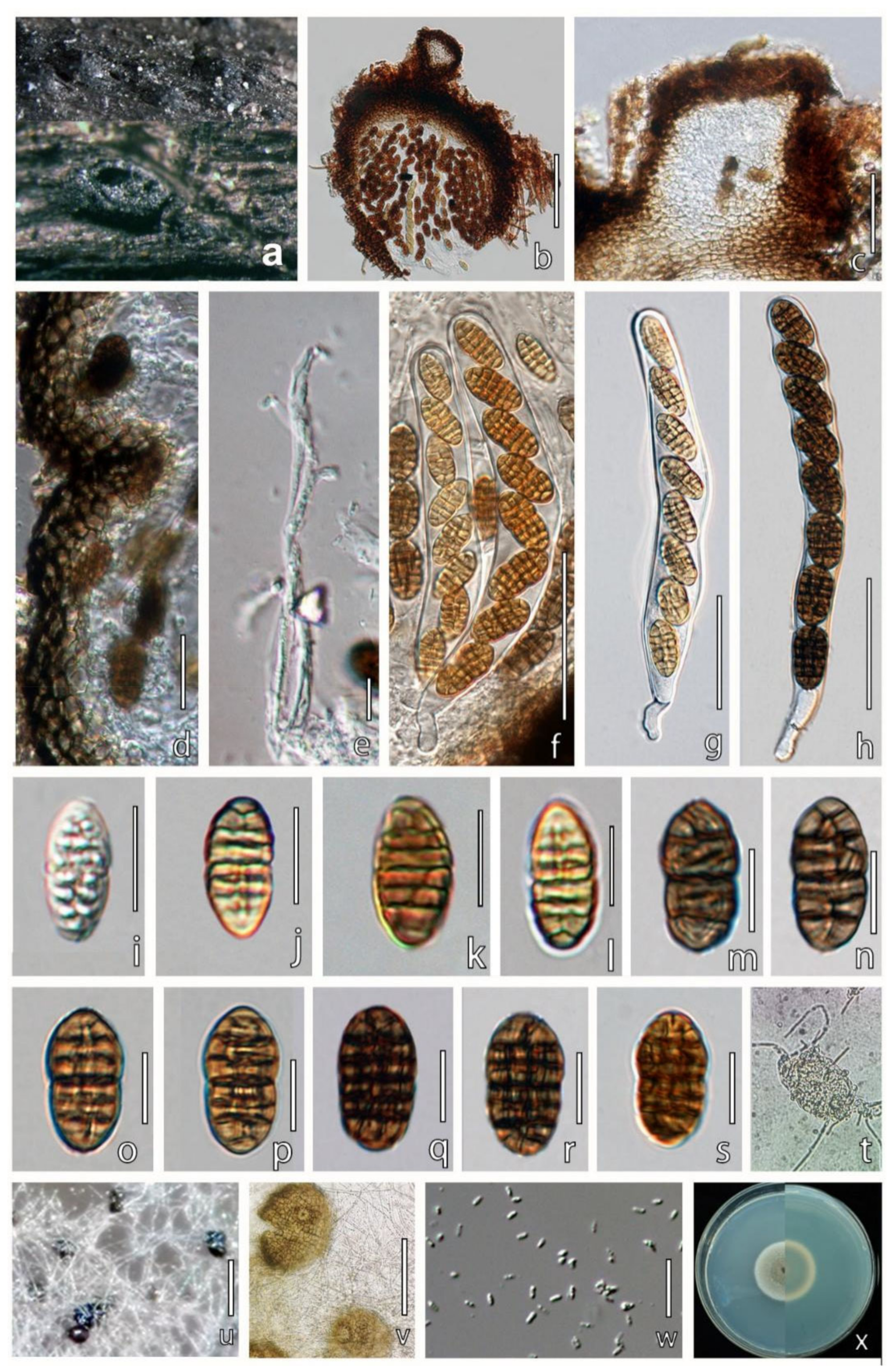 Jof 08 00905 g007 550