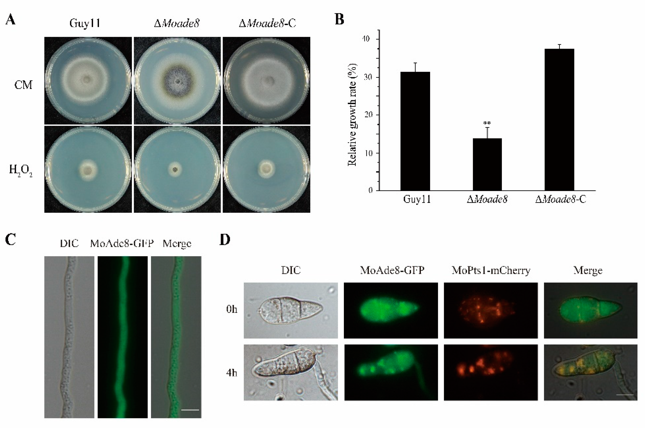 Jof 08 00915 g007 Jof 08 00915 g007