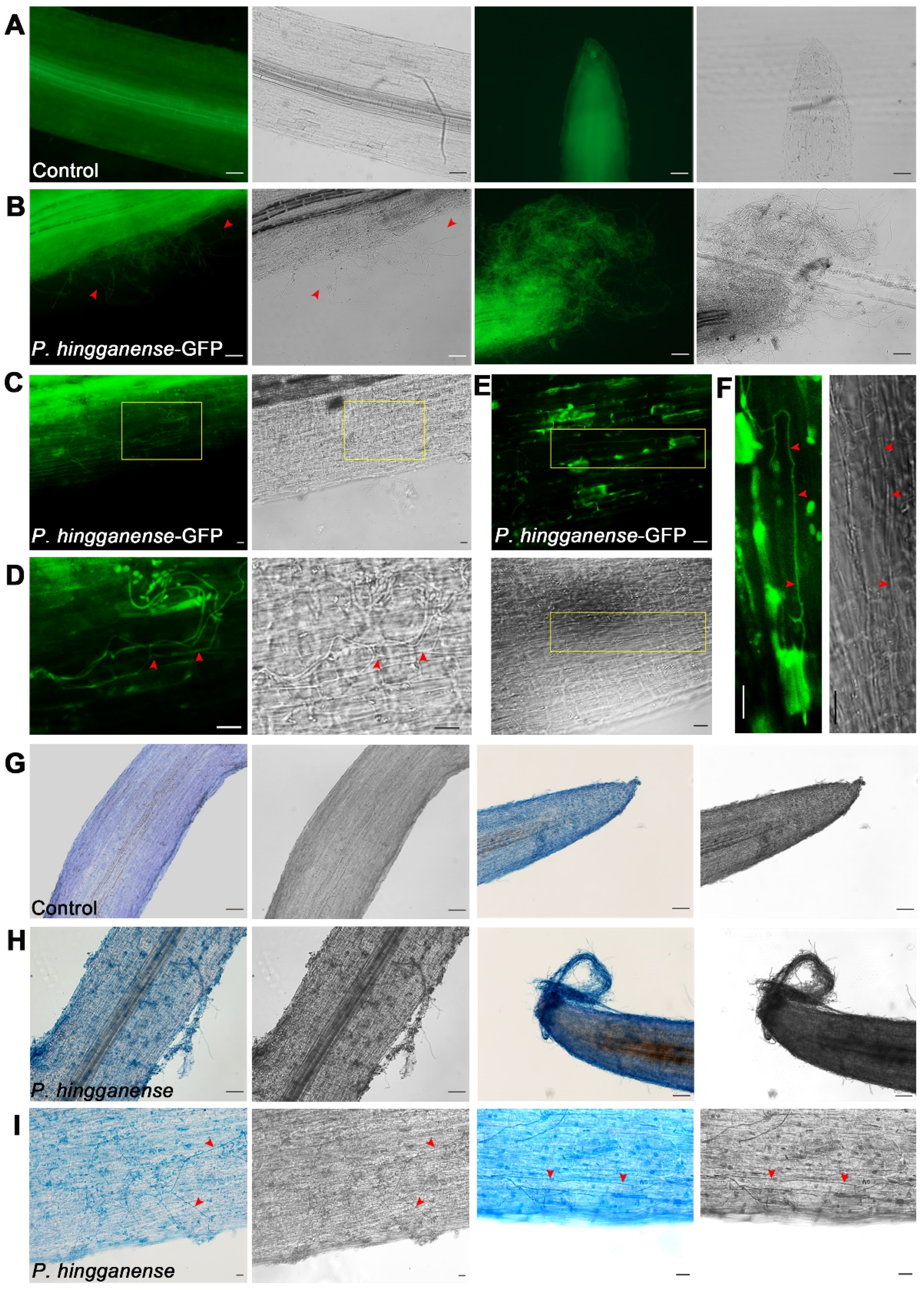 Jof 08 00934 g003 550