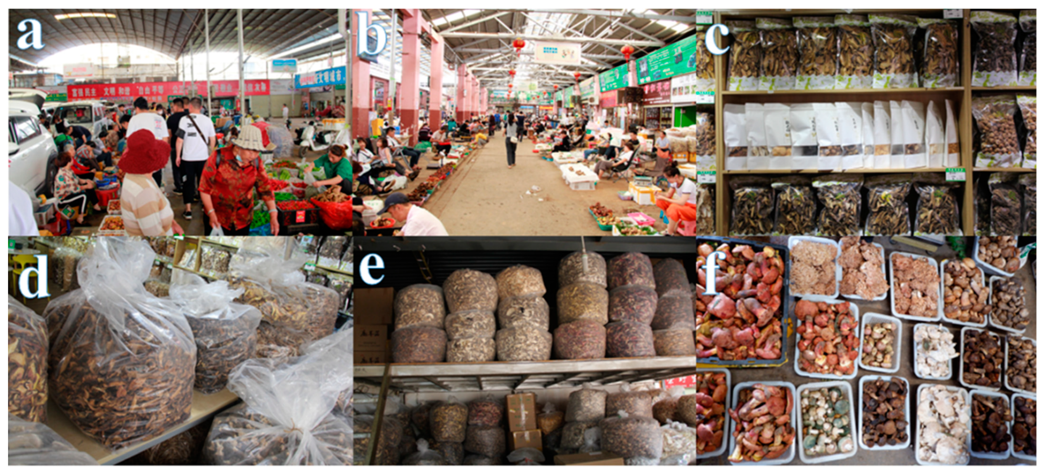 Jof 08 00964 g001 550