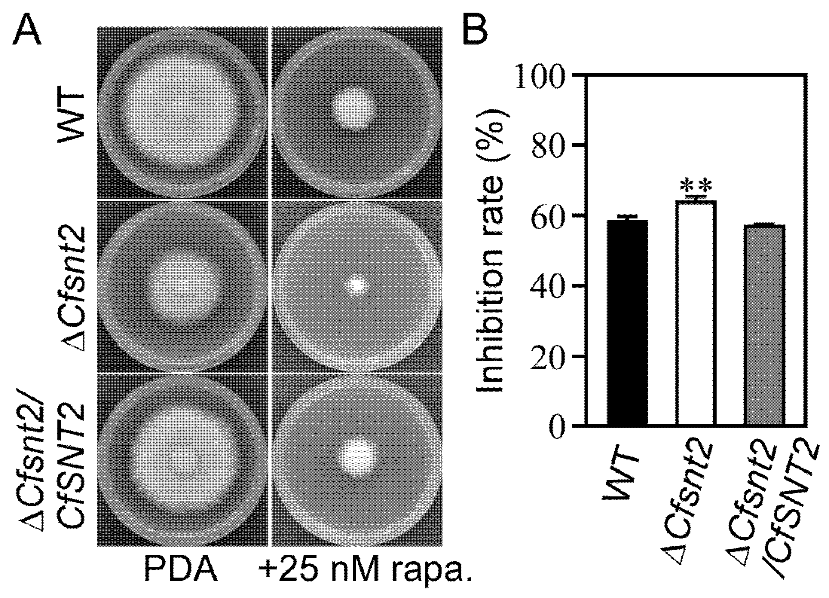 Jof 08 00974 g006 Jof 08 00974 g006