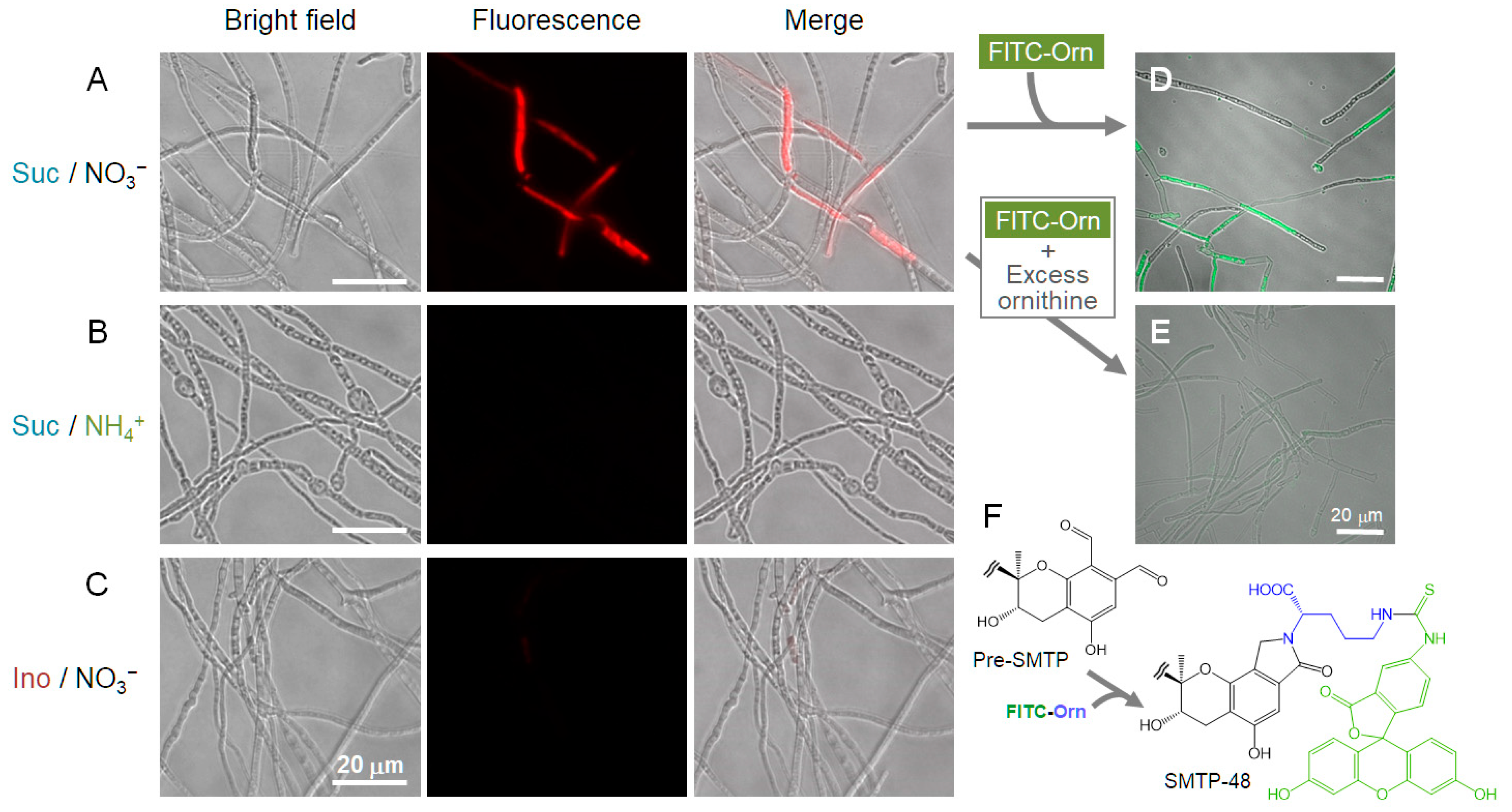 Jof 08 00975 g007 550