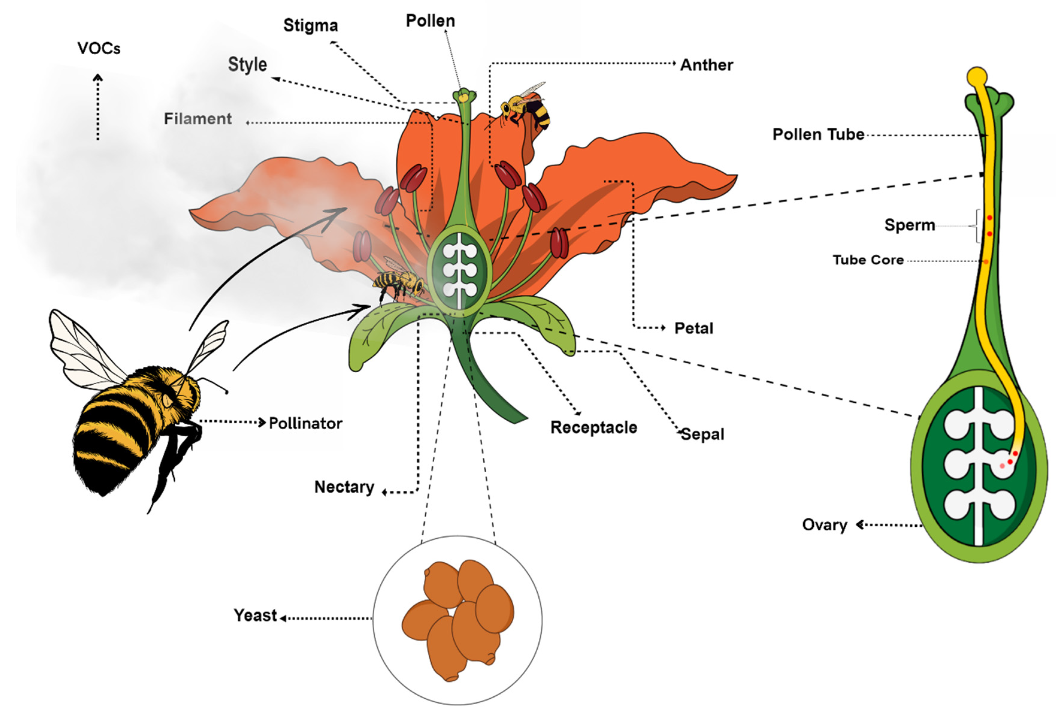 Jof 08 00984 g001 Jof 08 00984 g001