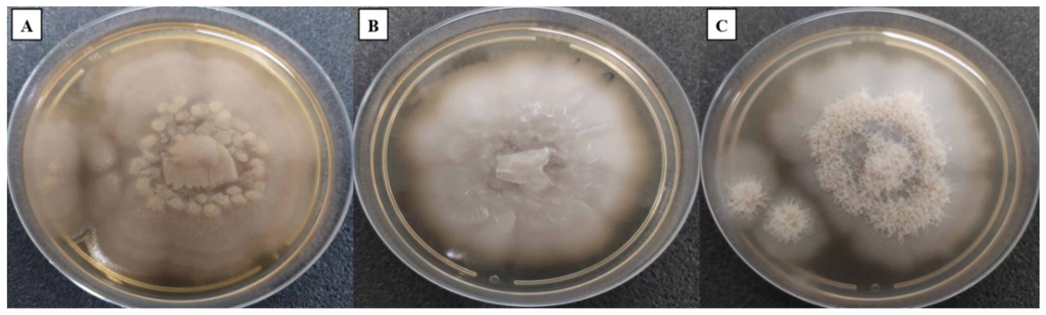 Jof 08 00999 g001 Jof 08 00999 g001