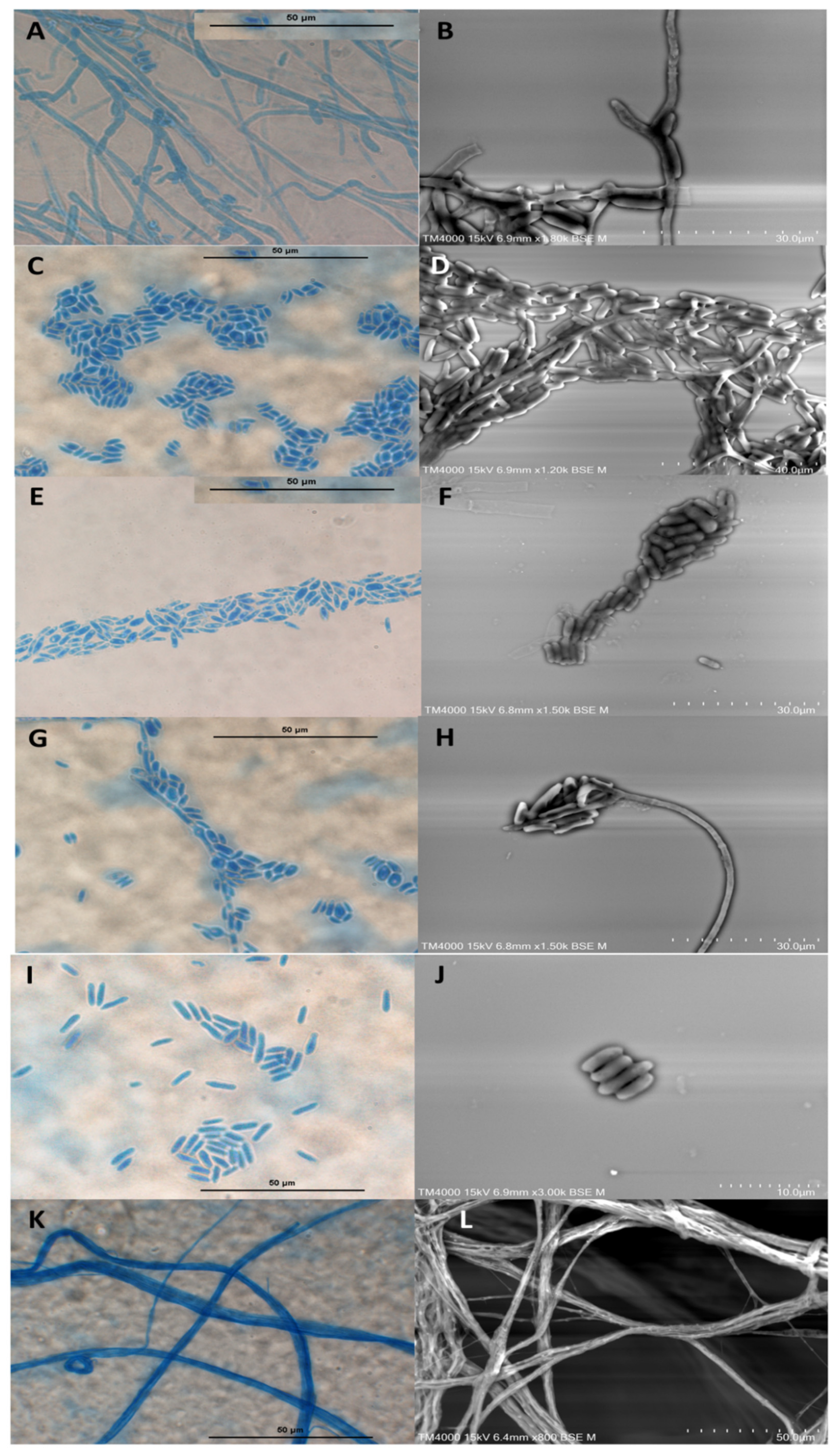 Jof 08 00999 g002 Jof 08 00999 g002