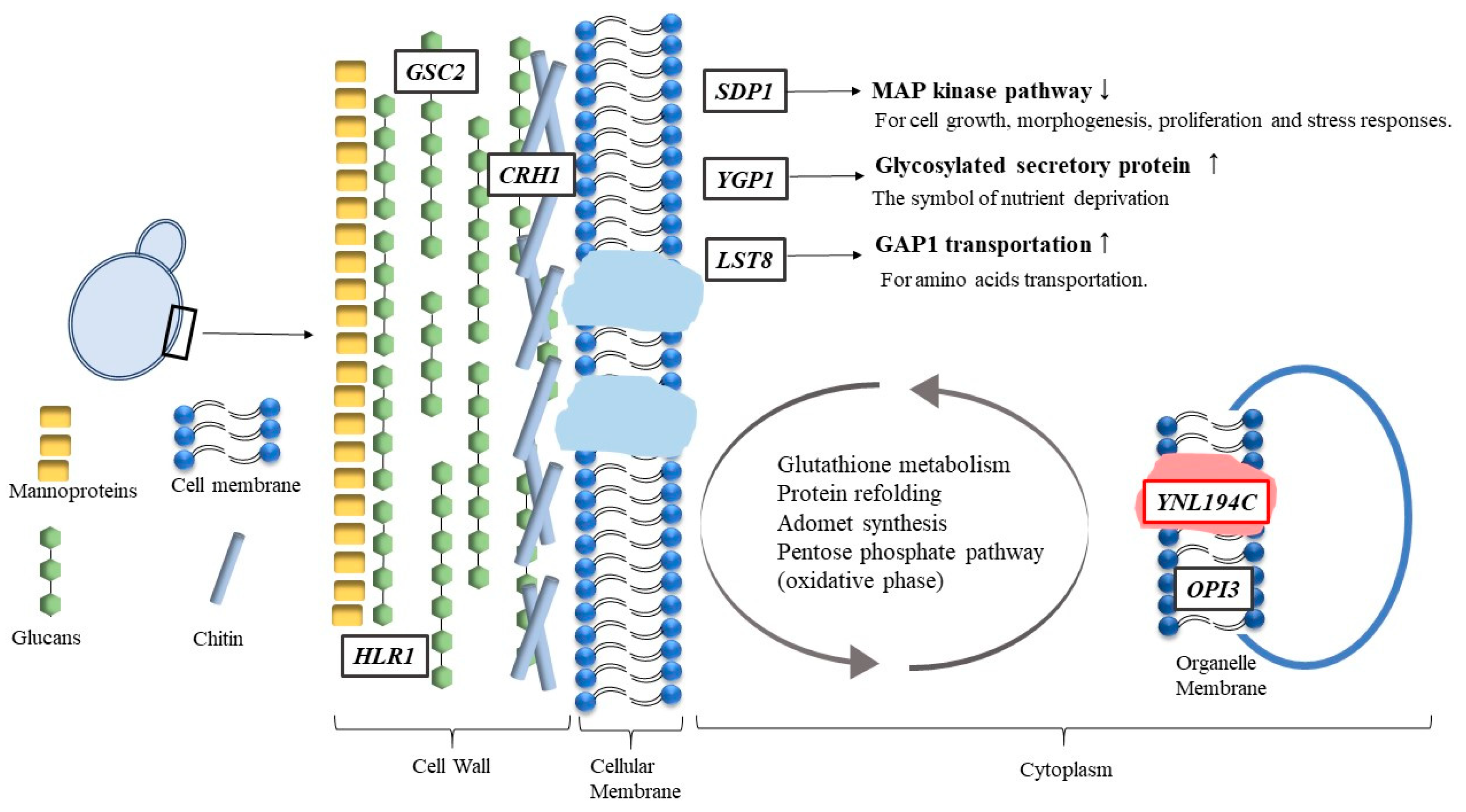 Jof 08 01011 g006 Jof 08 01011 g006