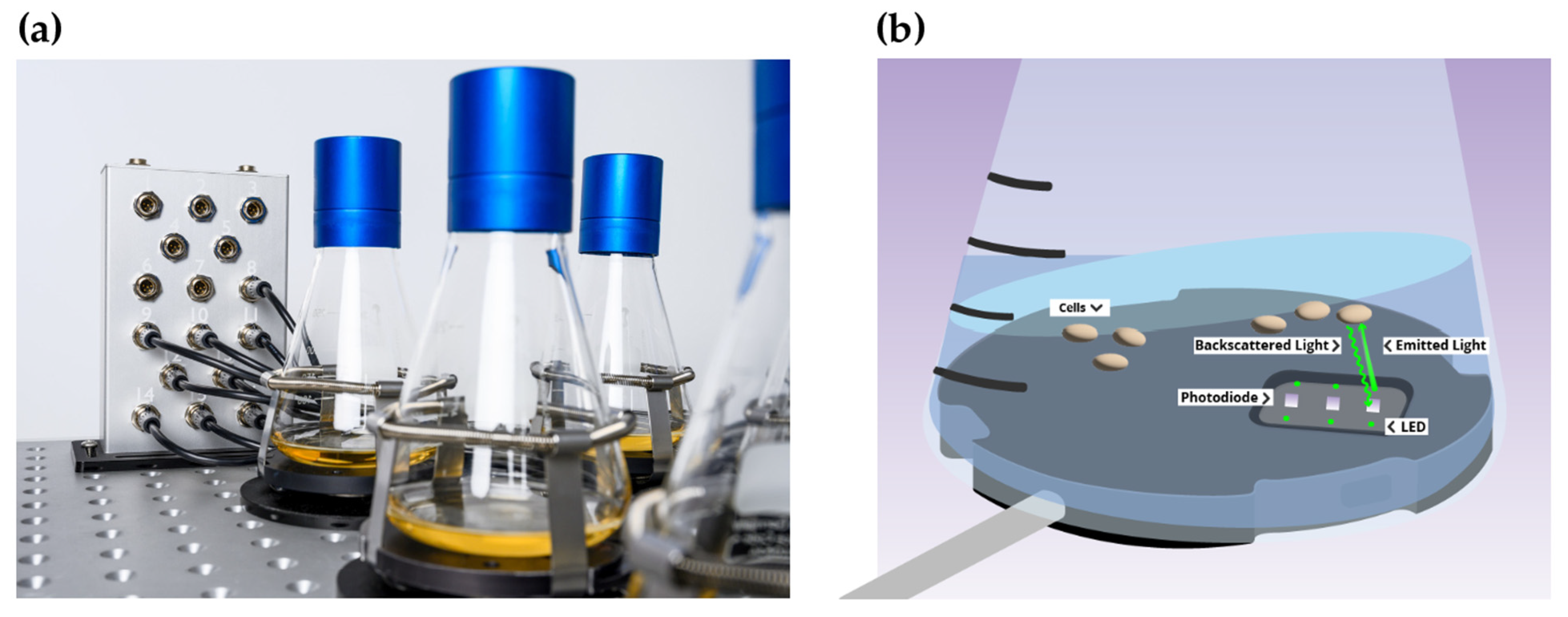 Jof 08 01013 g001 Jof 08 01013 g001