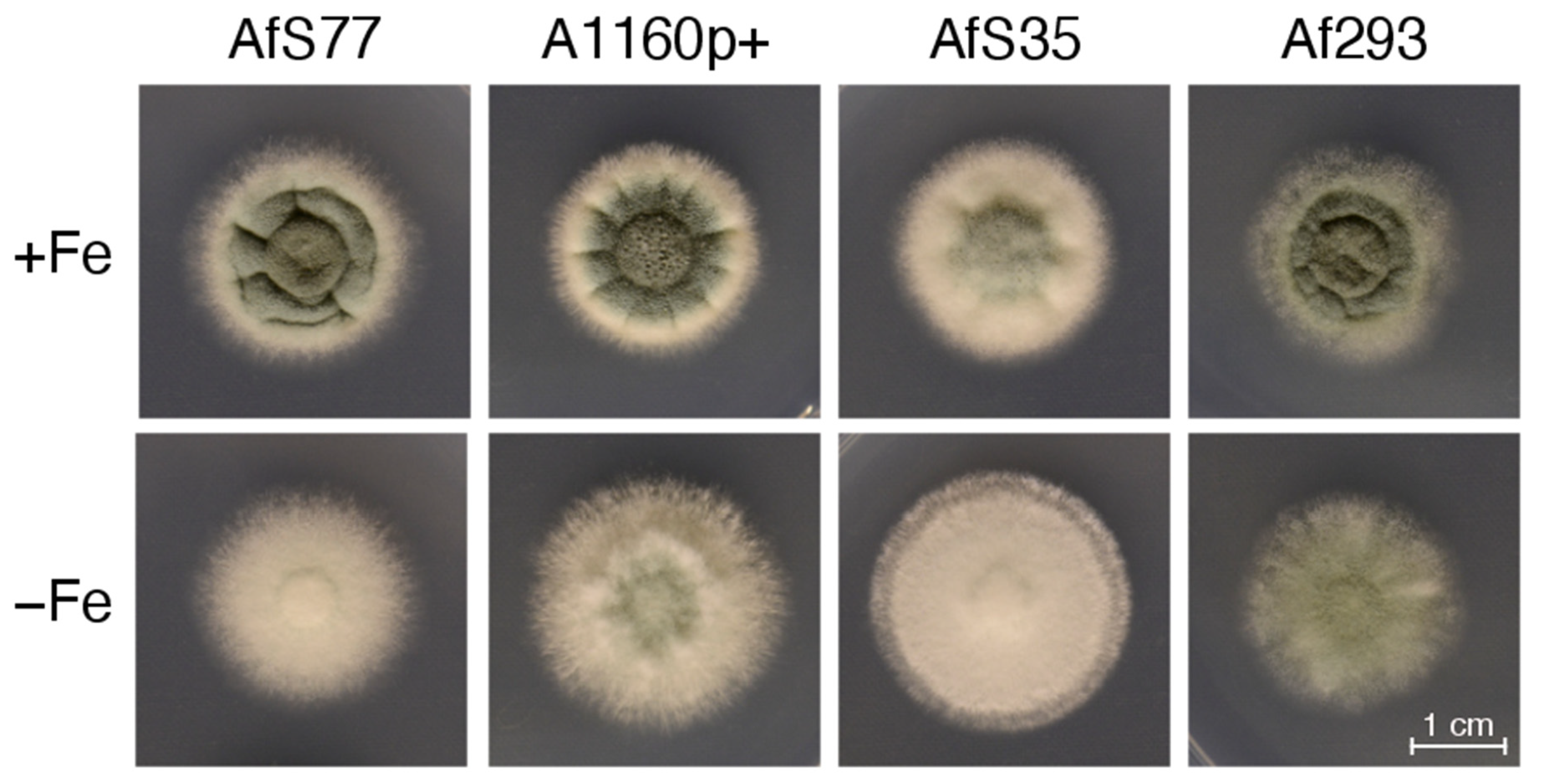 Jof 08 01013 g011 Jof 08 01013 g011