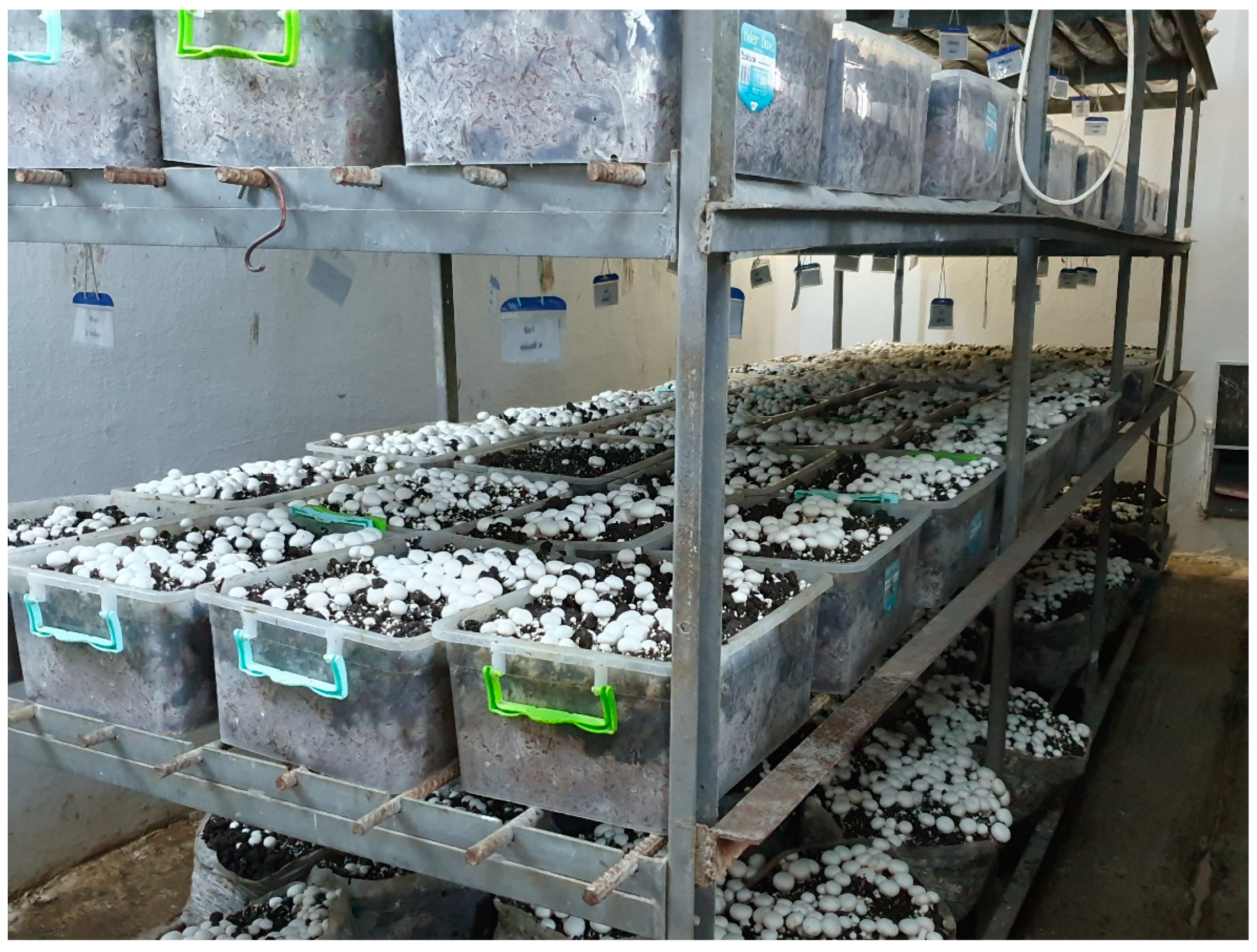 Jof 08 01016 g002 550