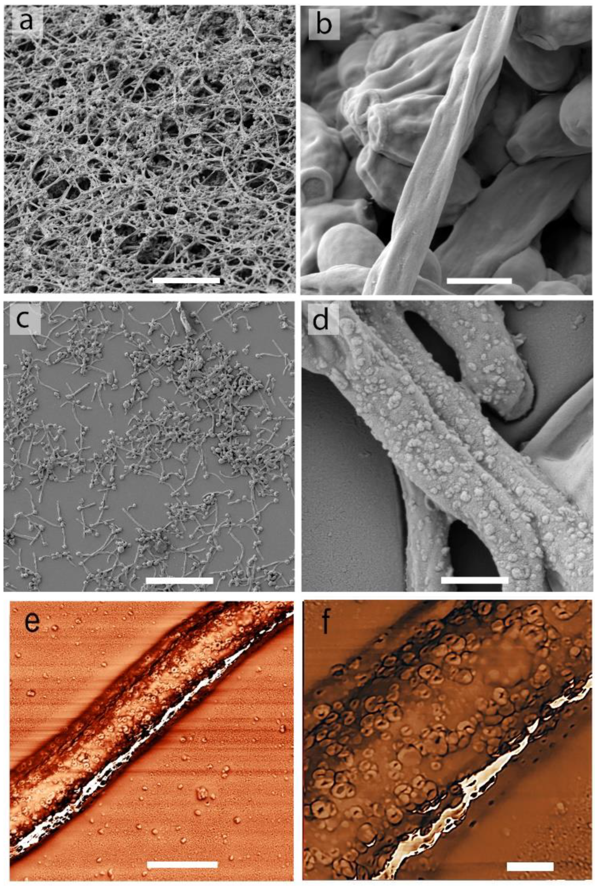 Jof 08 01018 g002 Jof 08 01018 g002