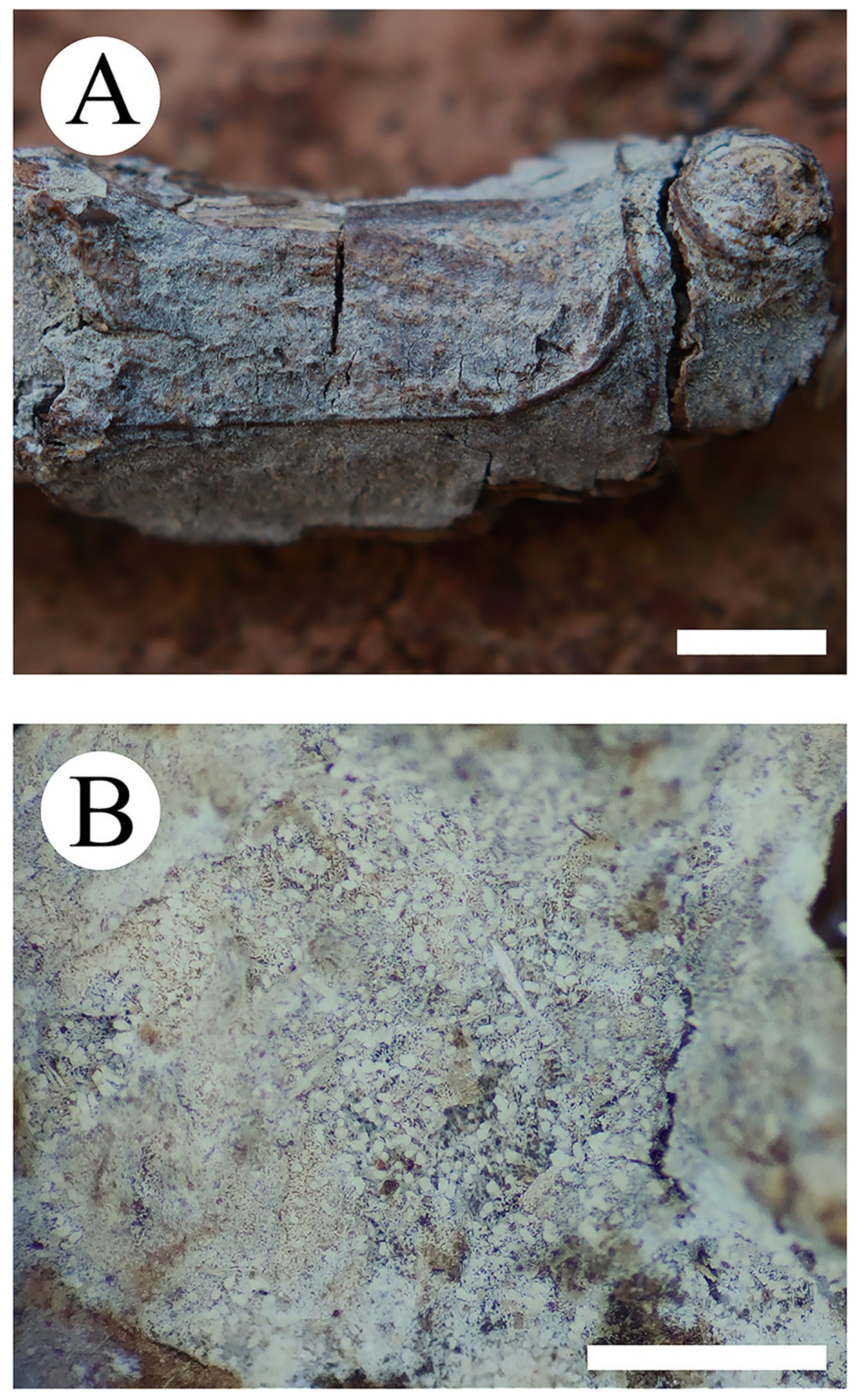 Jof 08 01020 g003 Jof 08 01020 g003