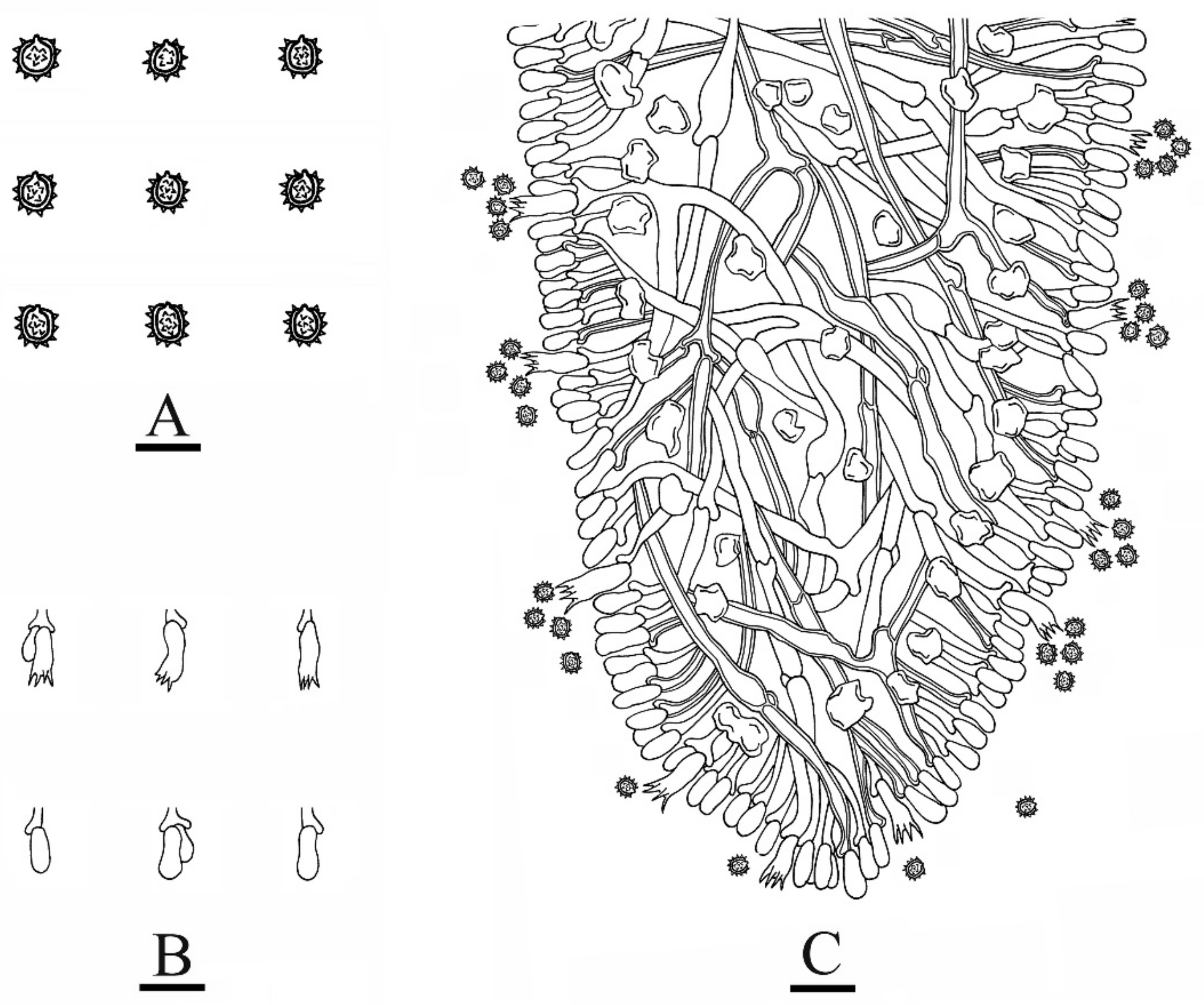Jof 08 01020 g006 Jof 08 01020 g006