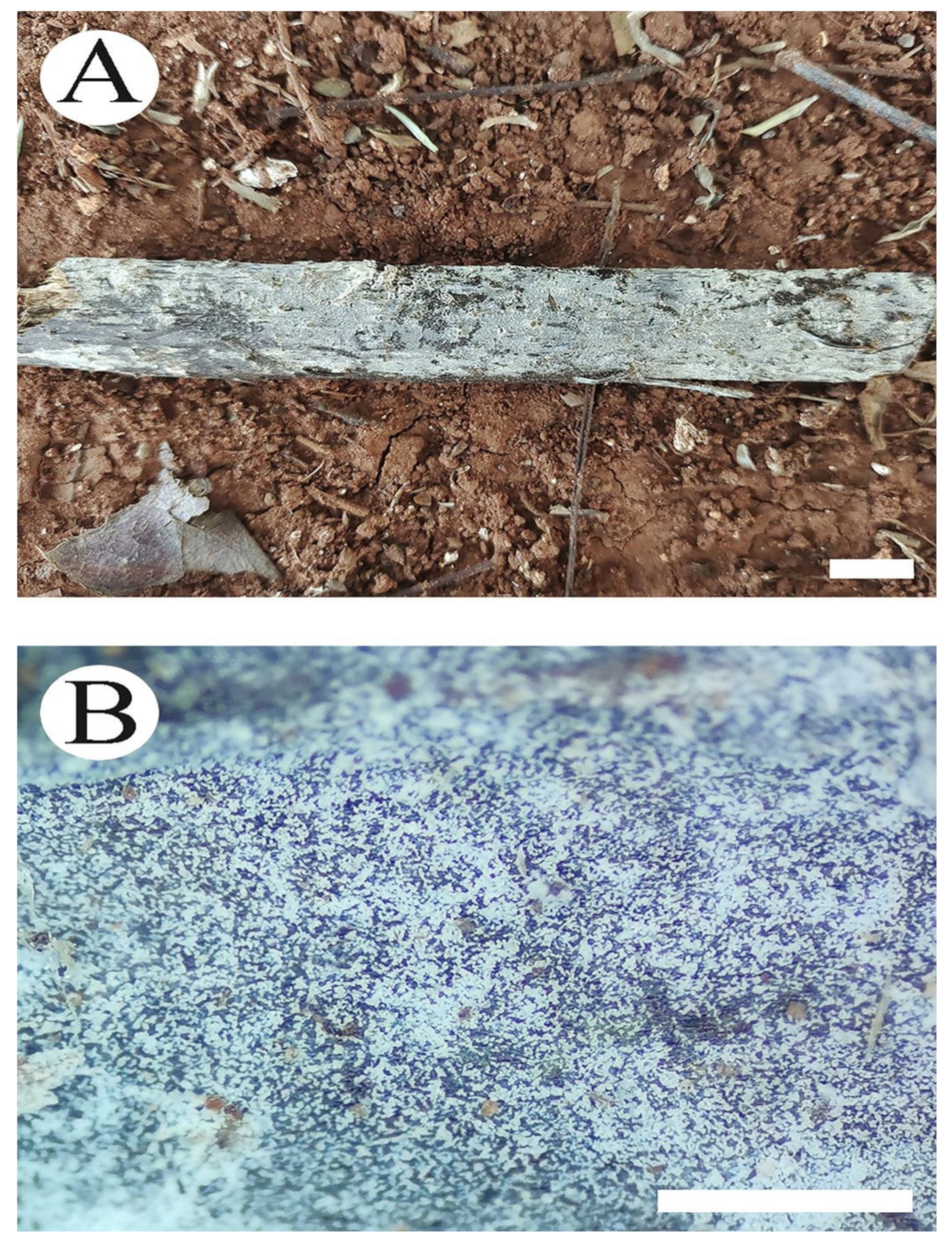 Jof 08 01020 g007 Jof 08 01020 g007