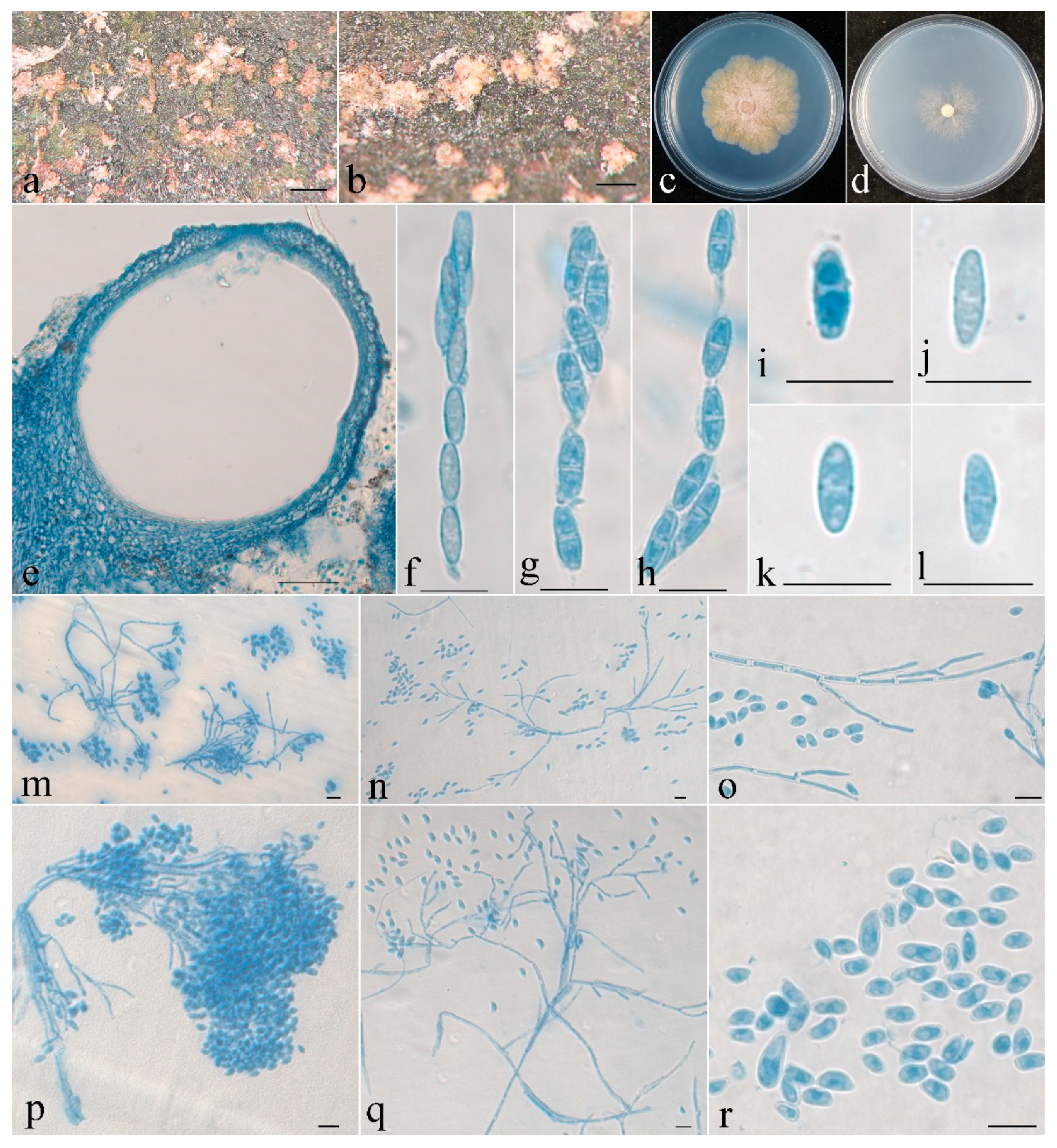 Jof 08 01027 g003 Jof 08 01027 g003