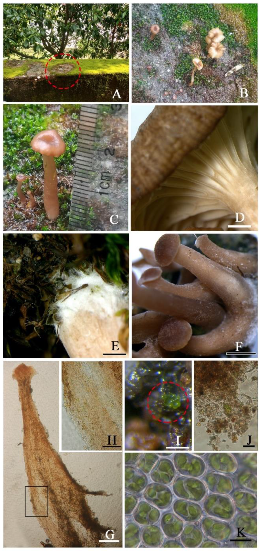 Jof 08 01033 g003 Jof 08 01033 g003