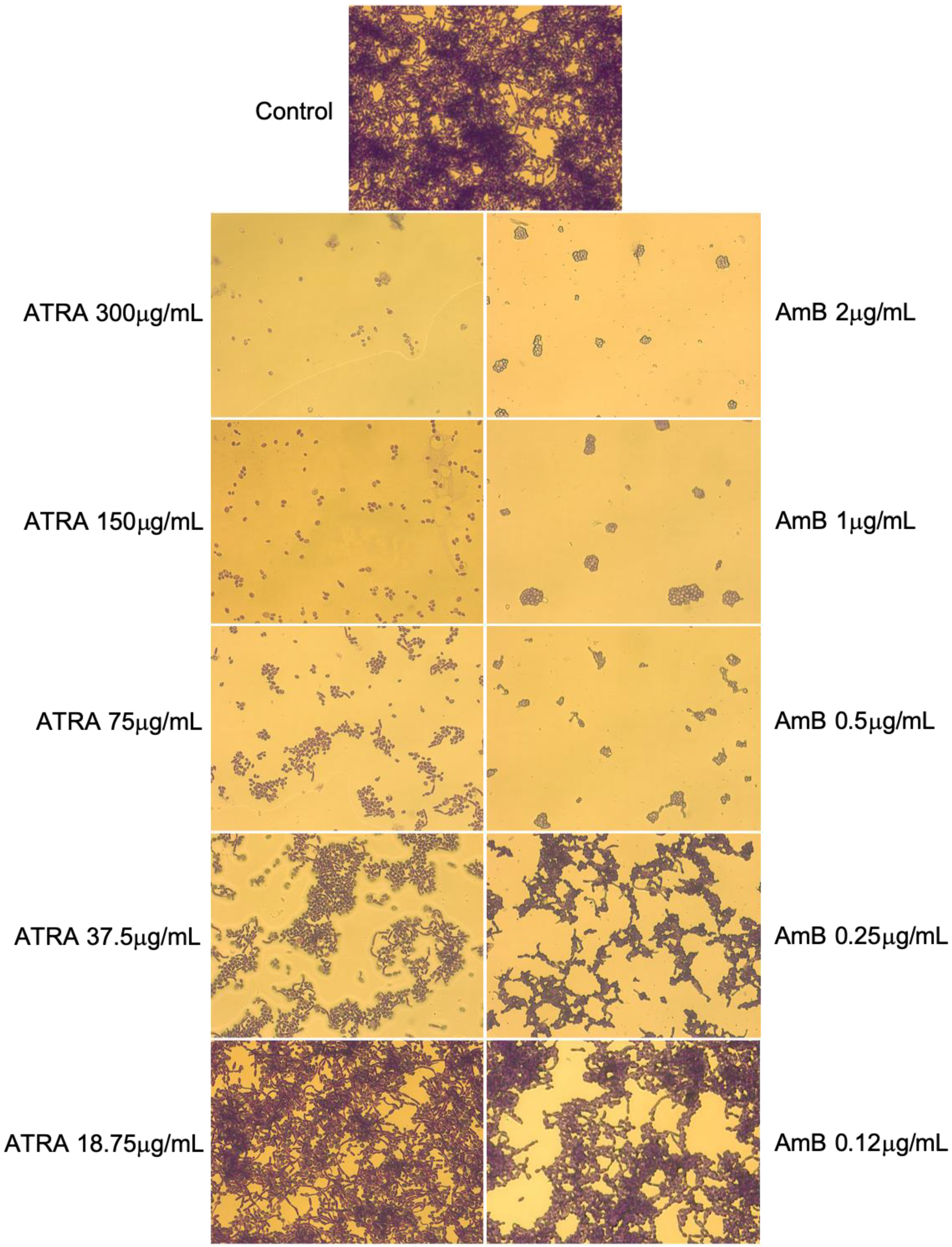 Jof 08 01049 g004 Jof 08 01049 g004