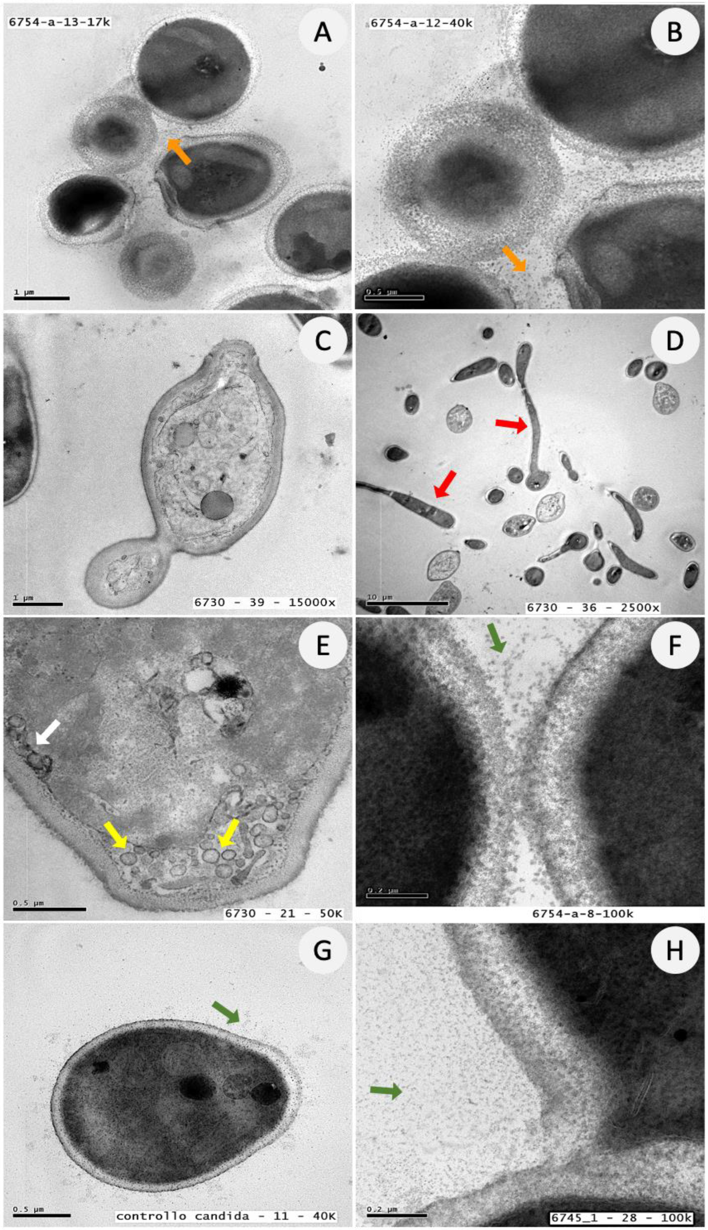 Jof 08 01049 g005 Jof 08 01049 g005