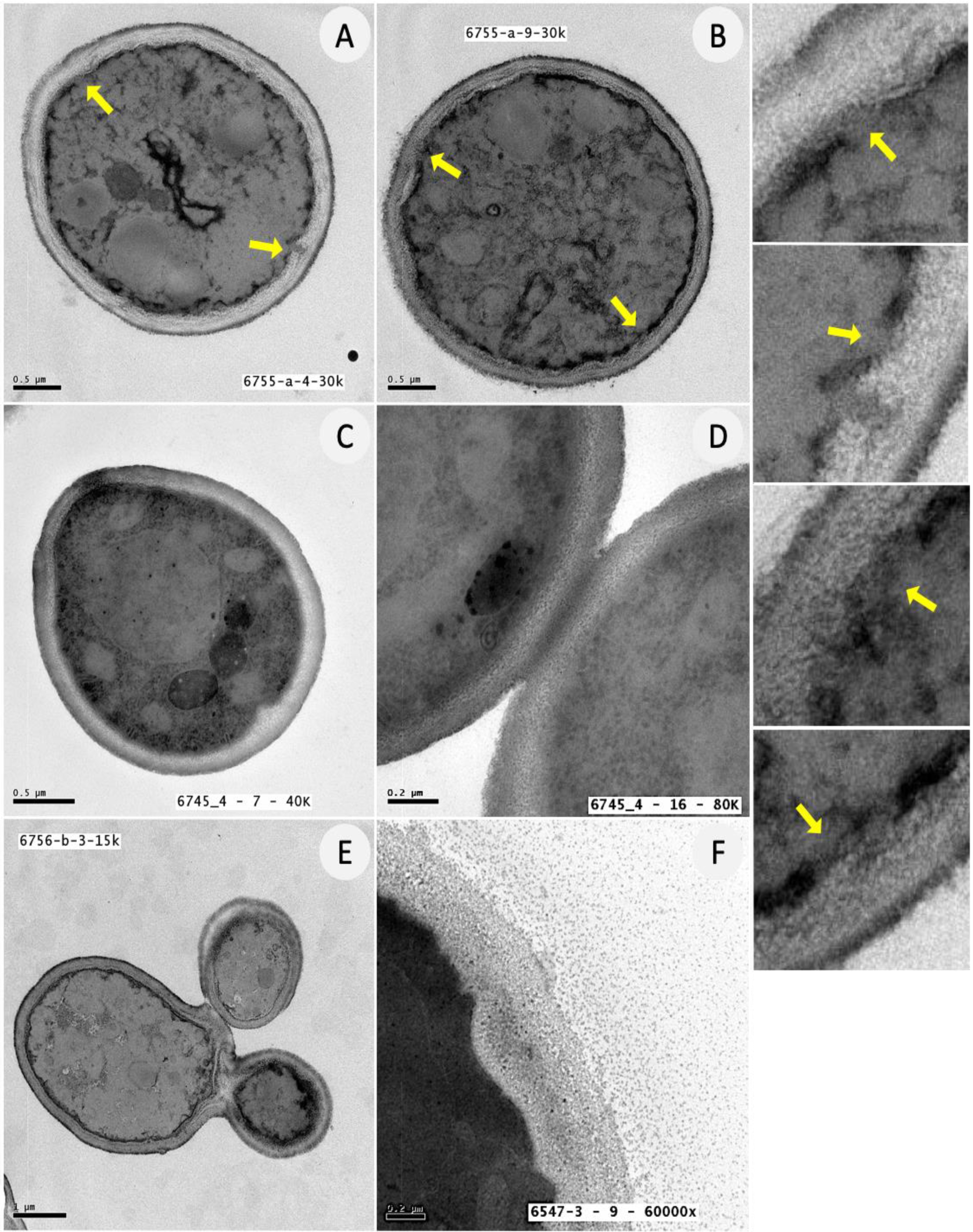 Jof 08 01049 g006 Jof 08 01049 g006