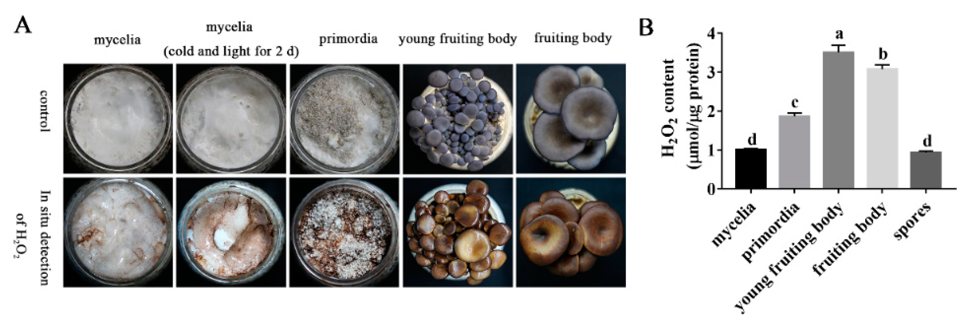 Jof 08 01055 g006 Jof 08 01055 g006