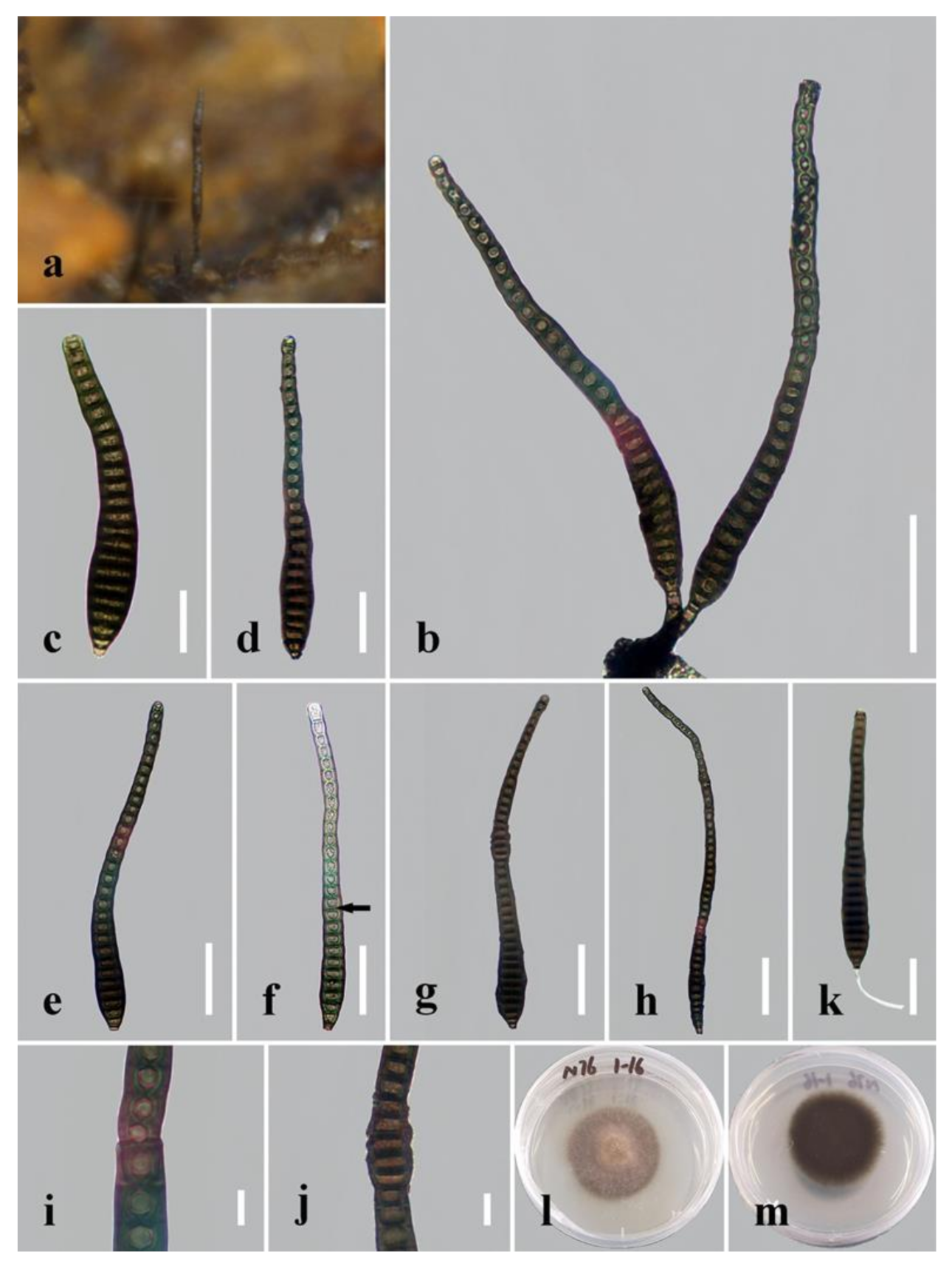 Jof 08 01063 g006 Jof 08 01063 g006