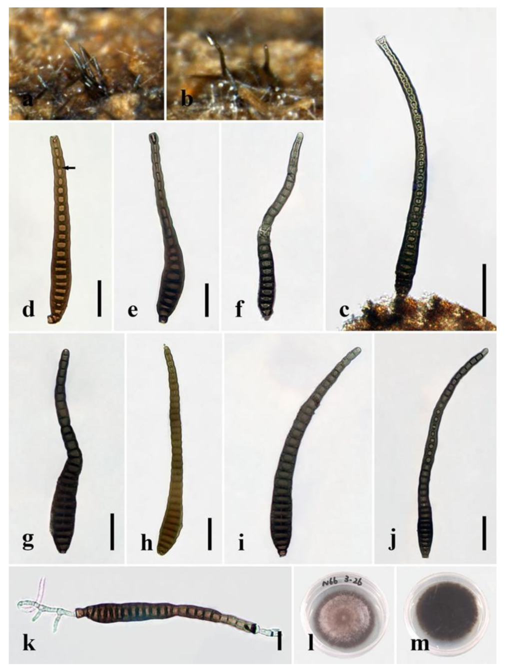 Jof 08 01063 g007 Jof 08 01063 g007