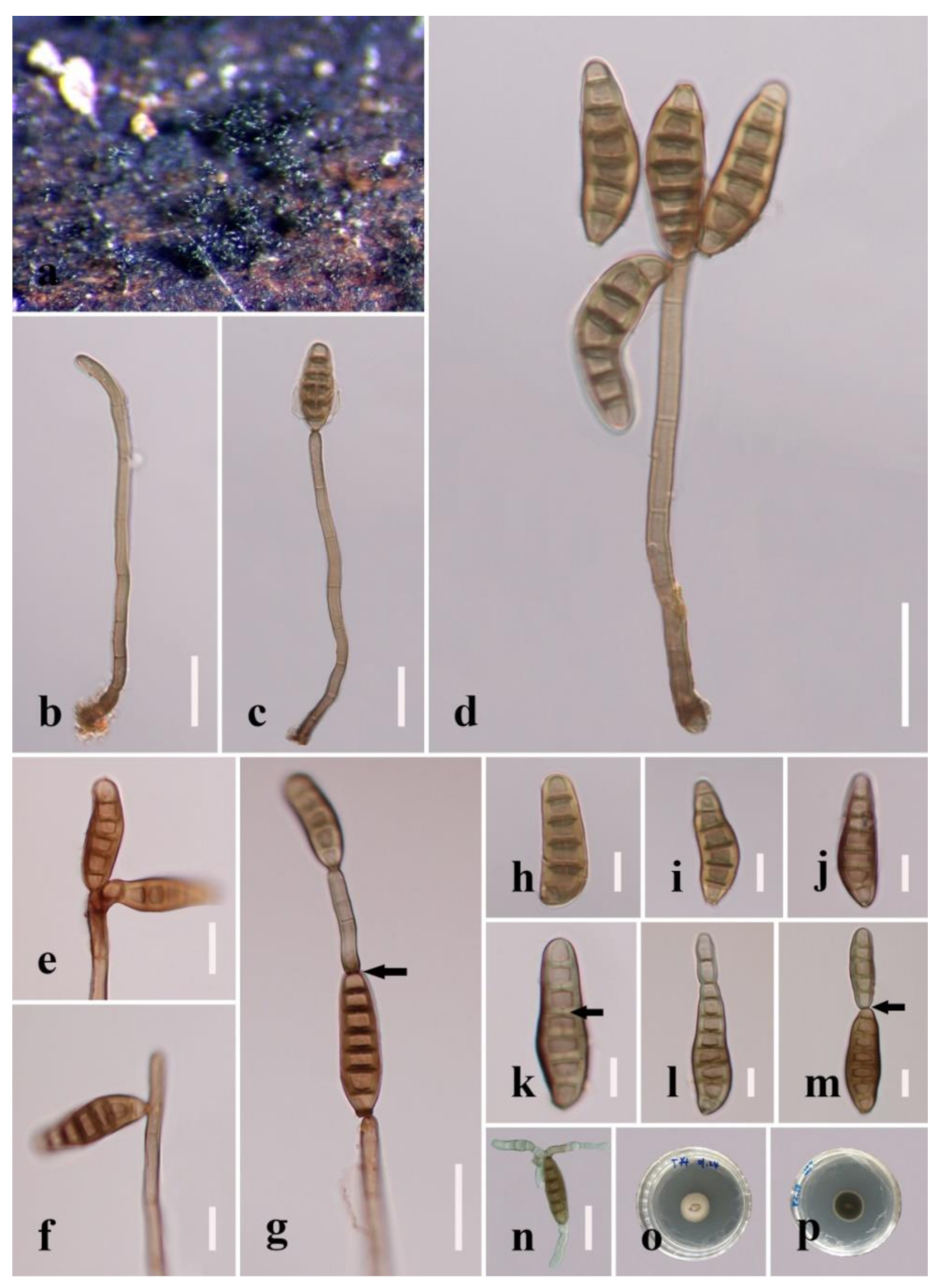 Jof 08 01063 g009 Jof 08 01063 g009