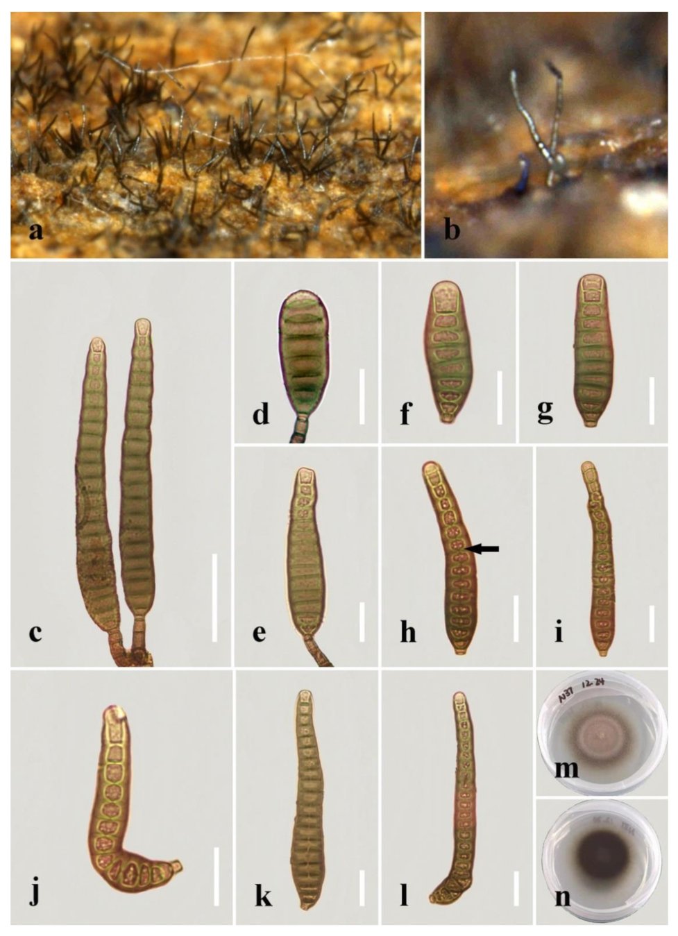 Jof 08 01063 g013 Jof 08 01063 g013