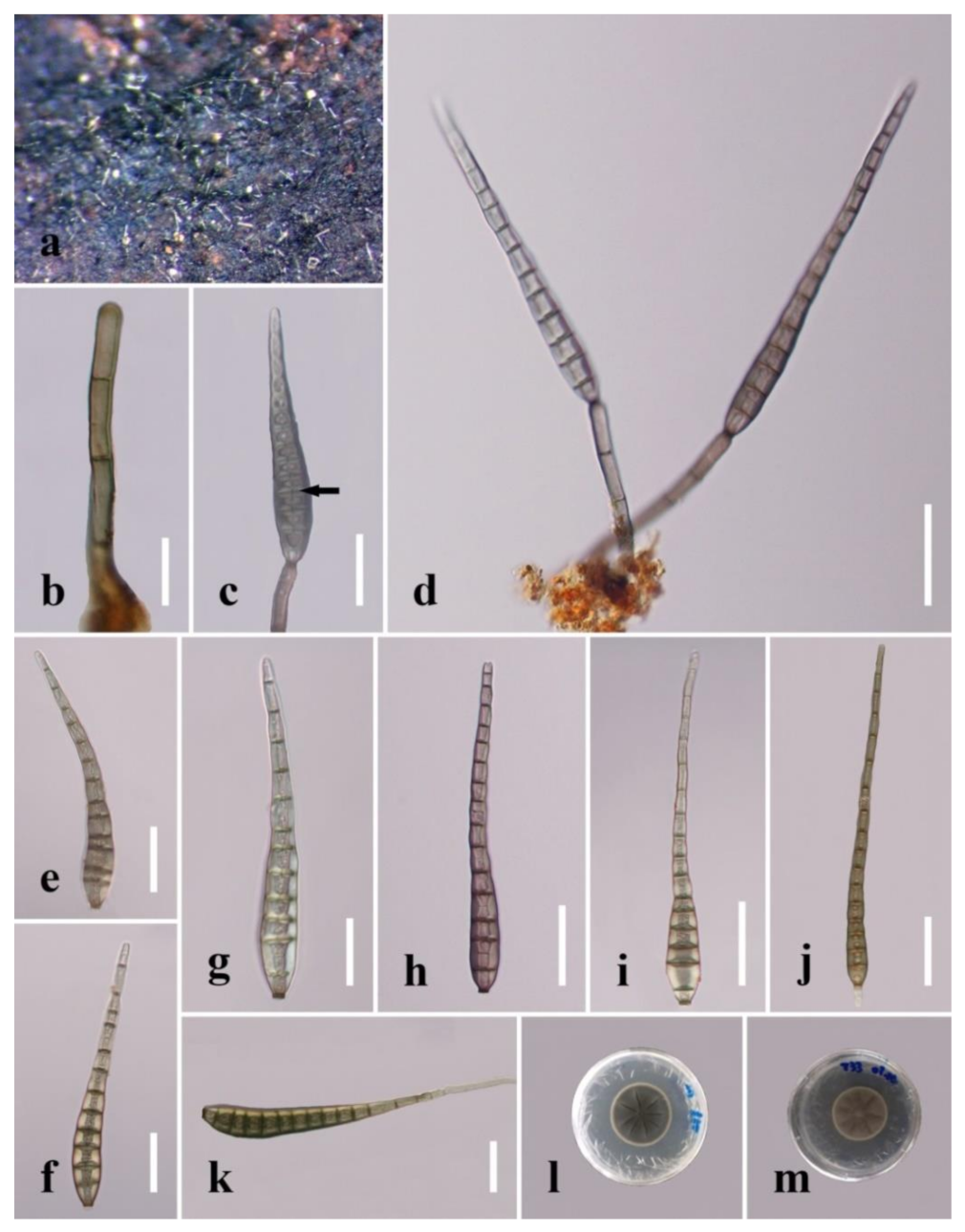 Jof 08 01063 g014 Jof 08 01063 g014