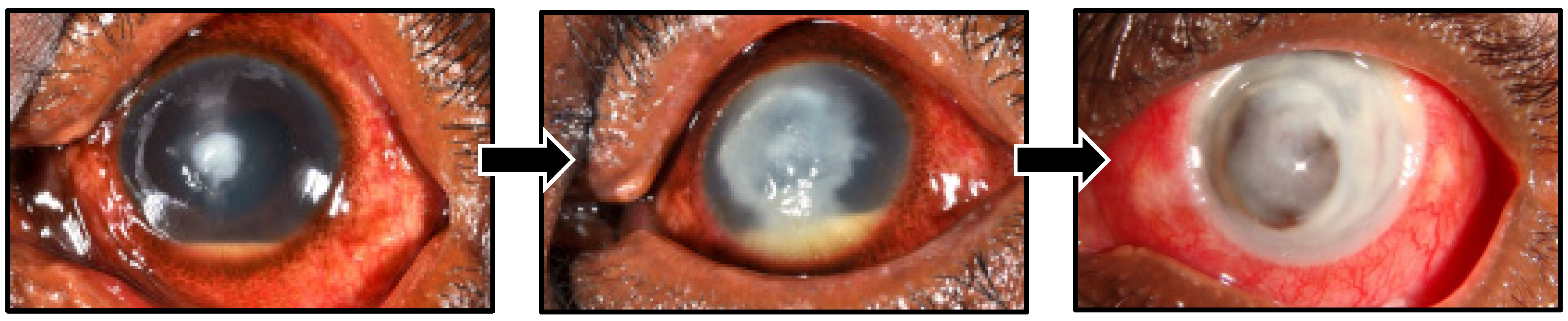 Jof 08 01067 g004 Jof 08 01067 g004