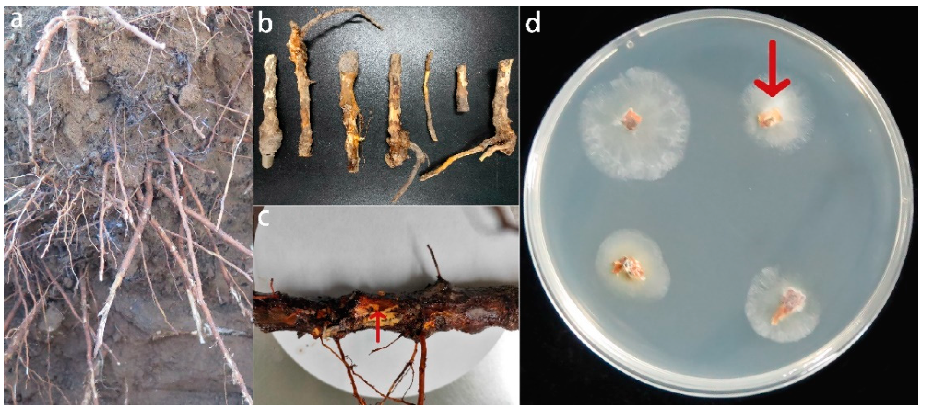 Jof 08 01071 g001 Jof 08 01071 g001