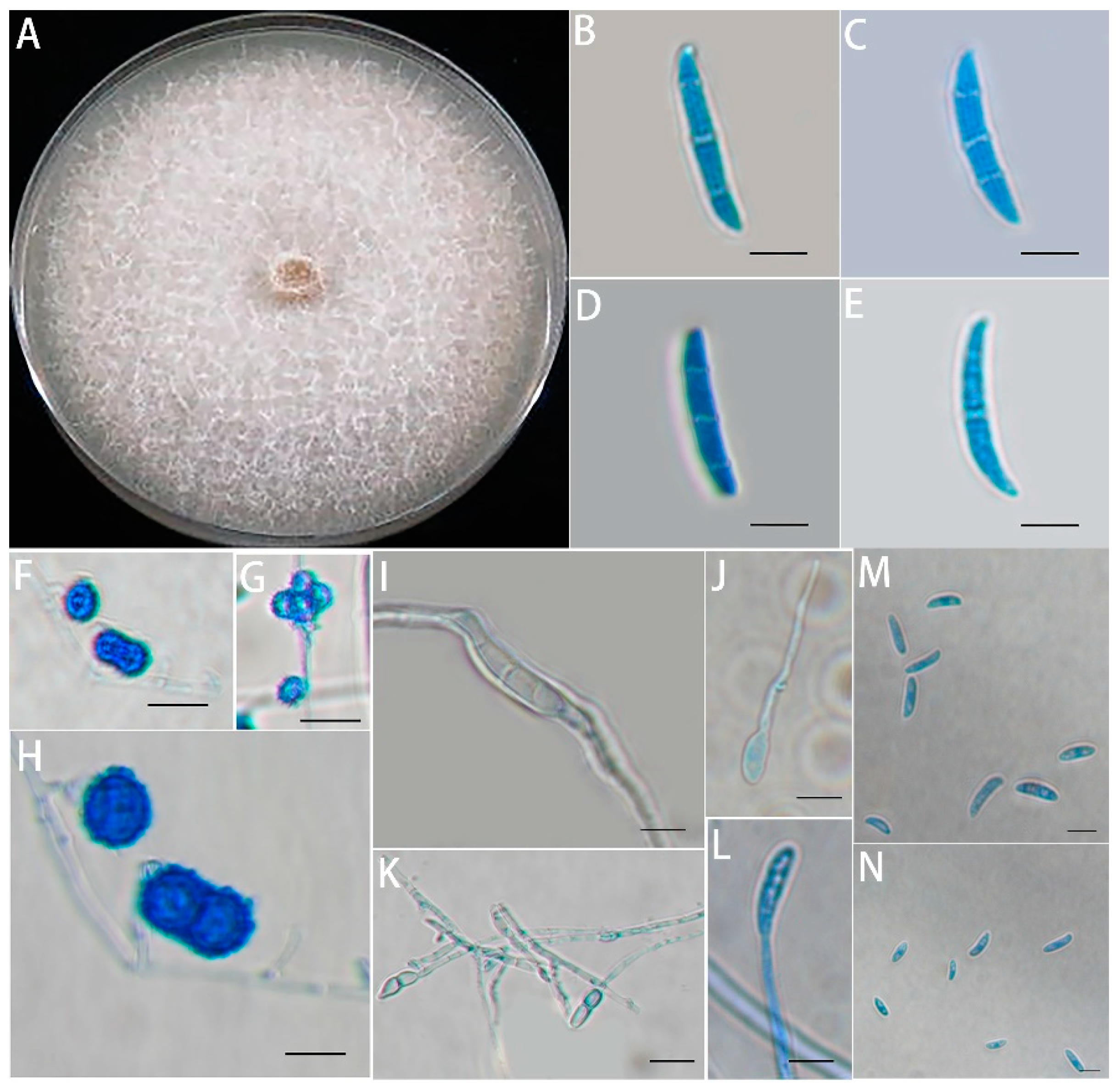 Jof 08 01071 g002 Jof 08 01071 g002