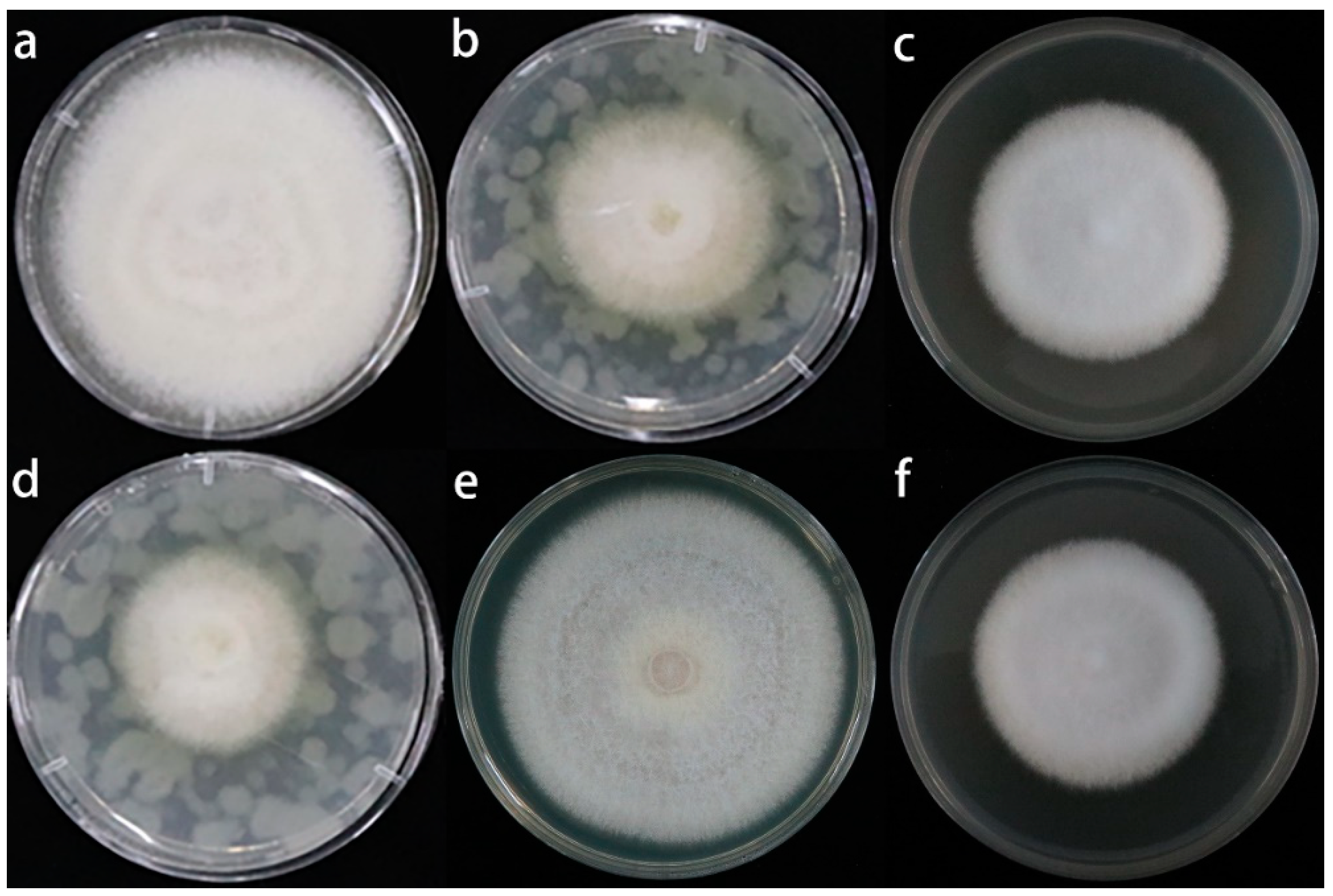 Jof 08 01071 g006 Jof 08 01071 g006