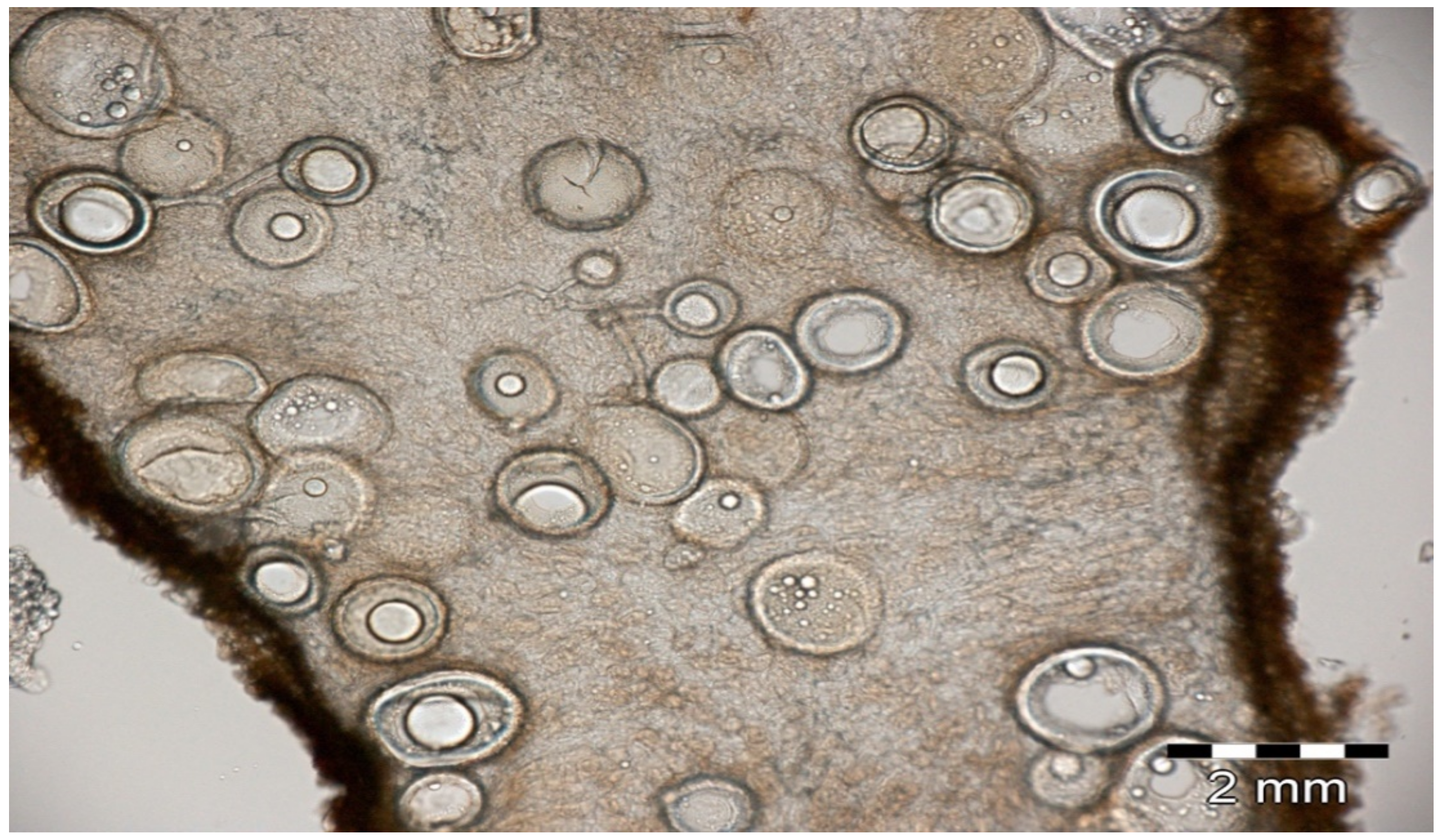 Jof 08 01087 g004 Jof 08 01087 g004