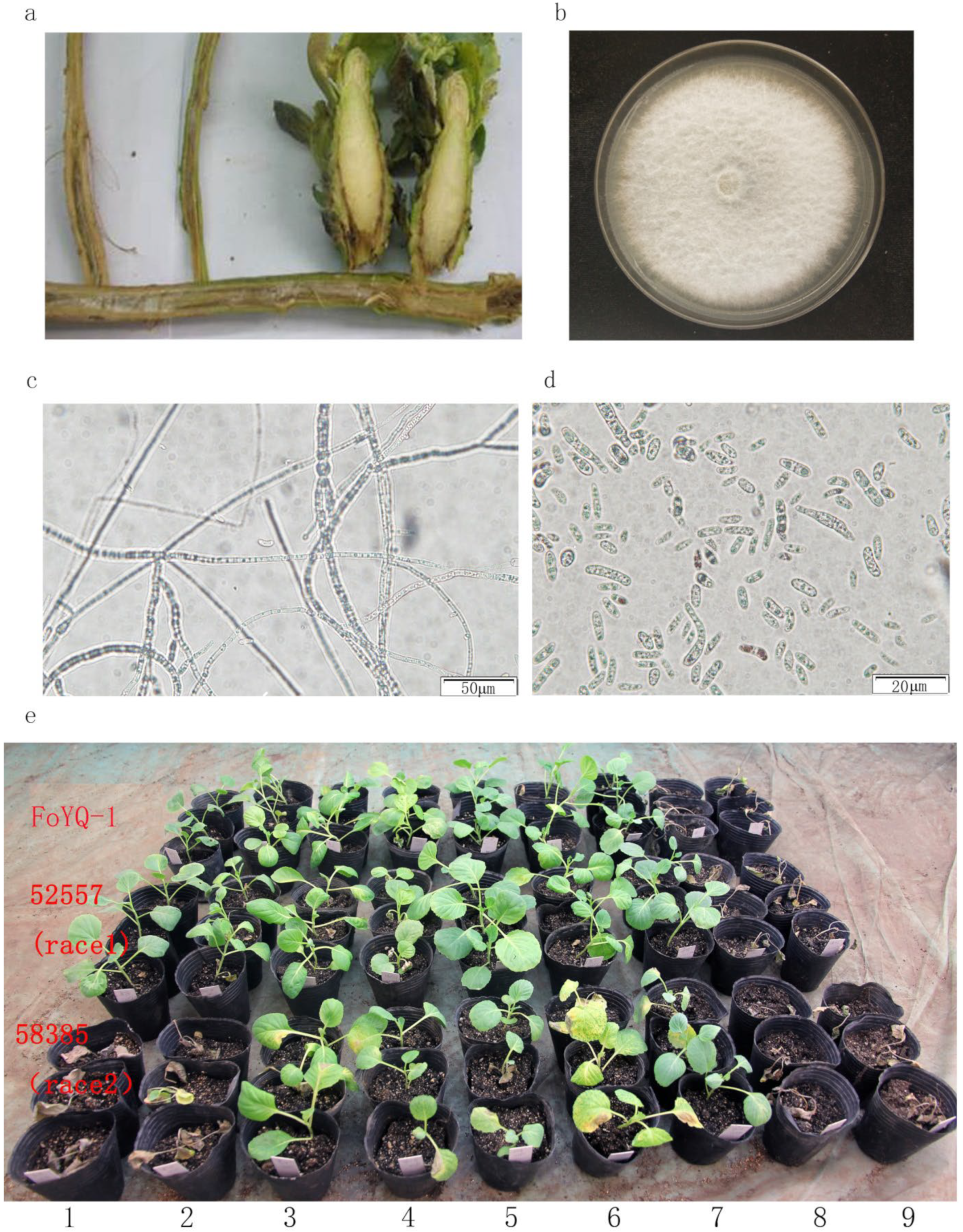 Jof 08 01089 g001 Jof 08 01089 g001