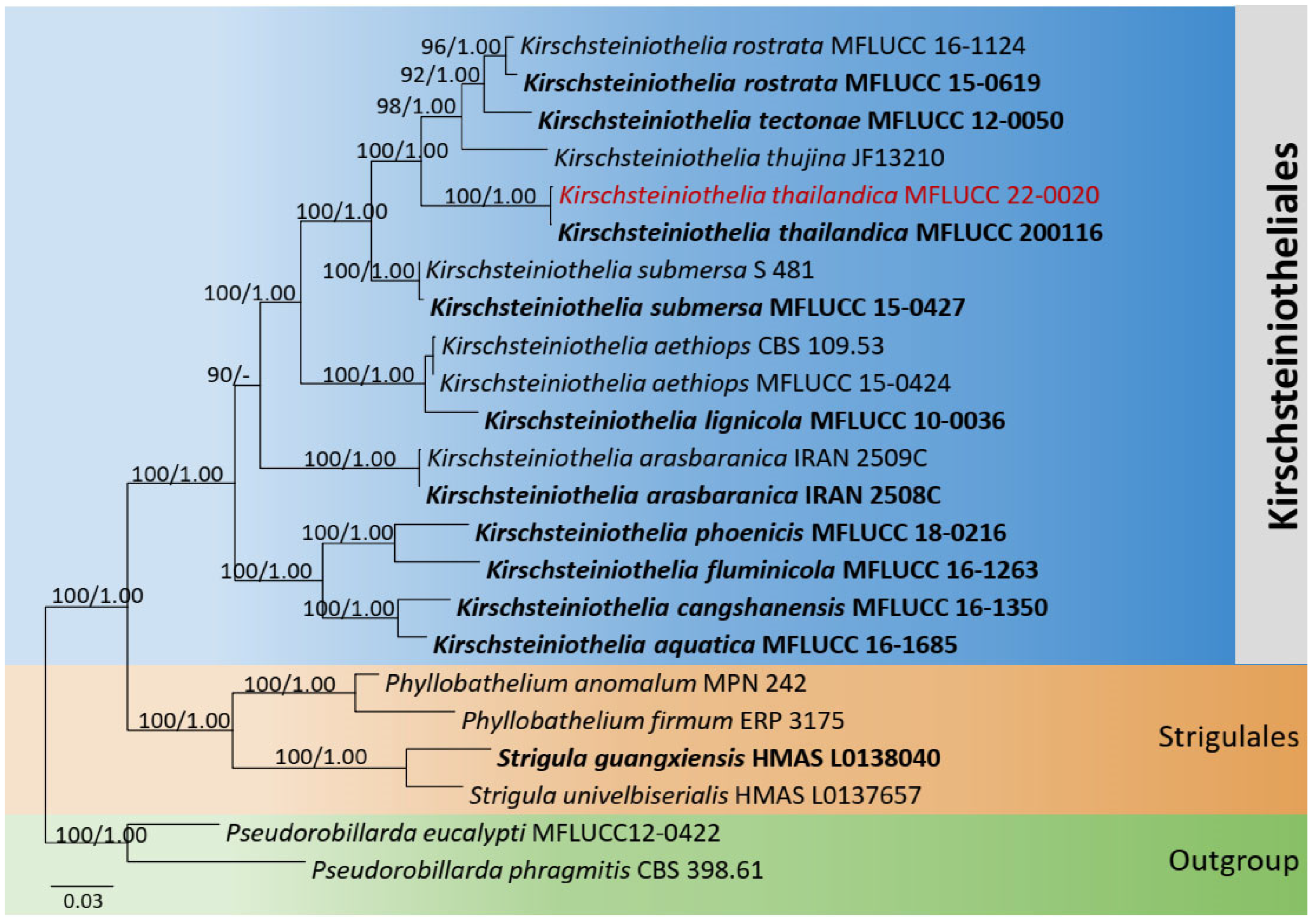 Jof 08 01094 g005 Jof 08 01094 g005