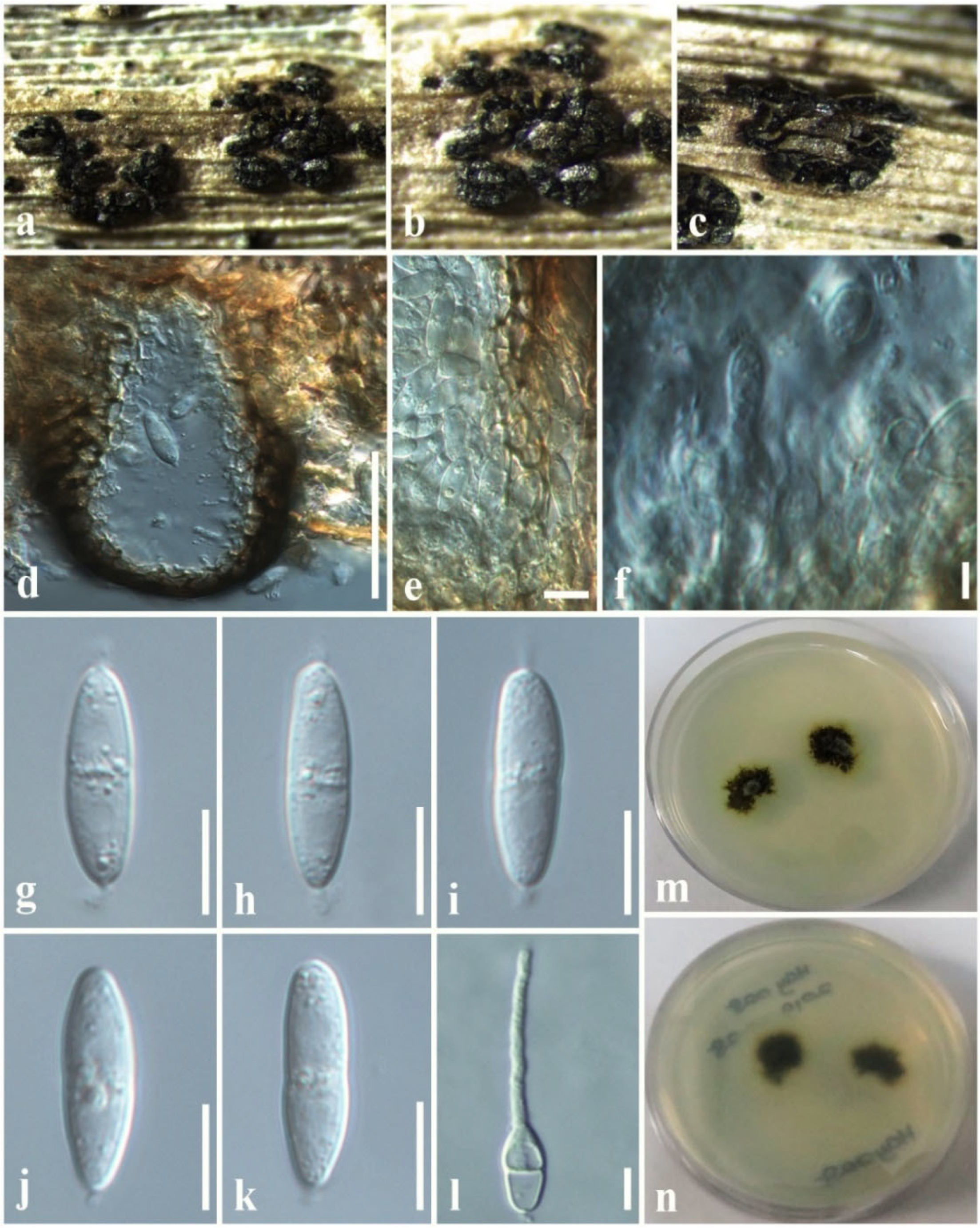 Jof 08 01094 g006 Jof 08 01094 g006