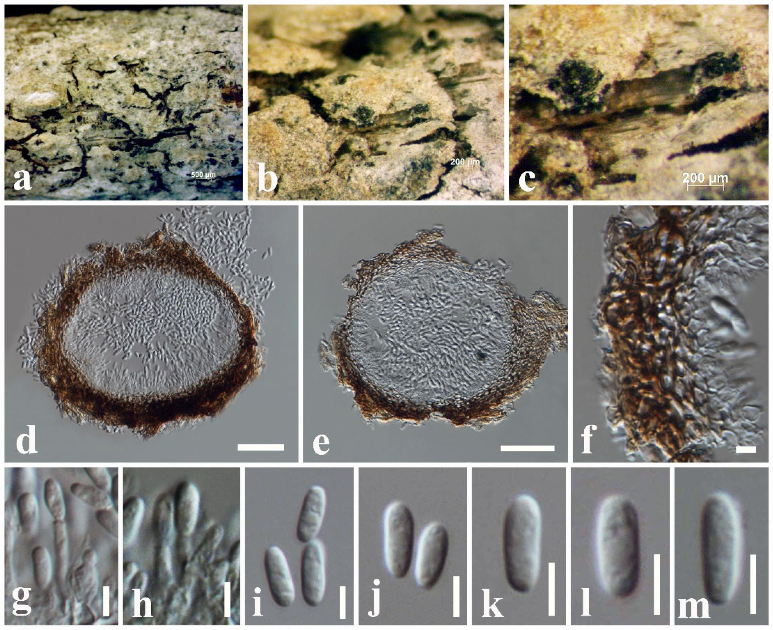 Jof 08 01094 g008 Jof 08 01094 g008